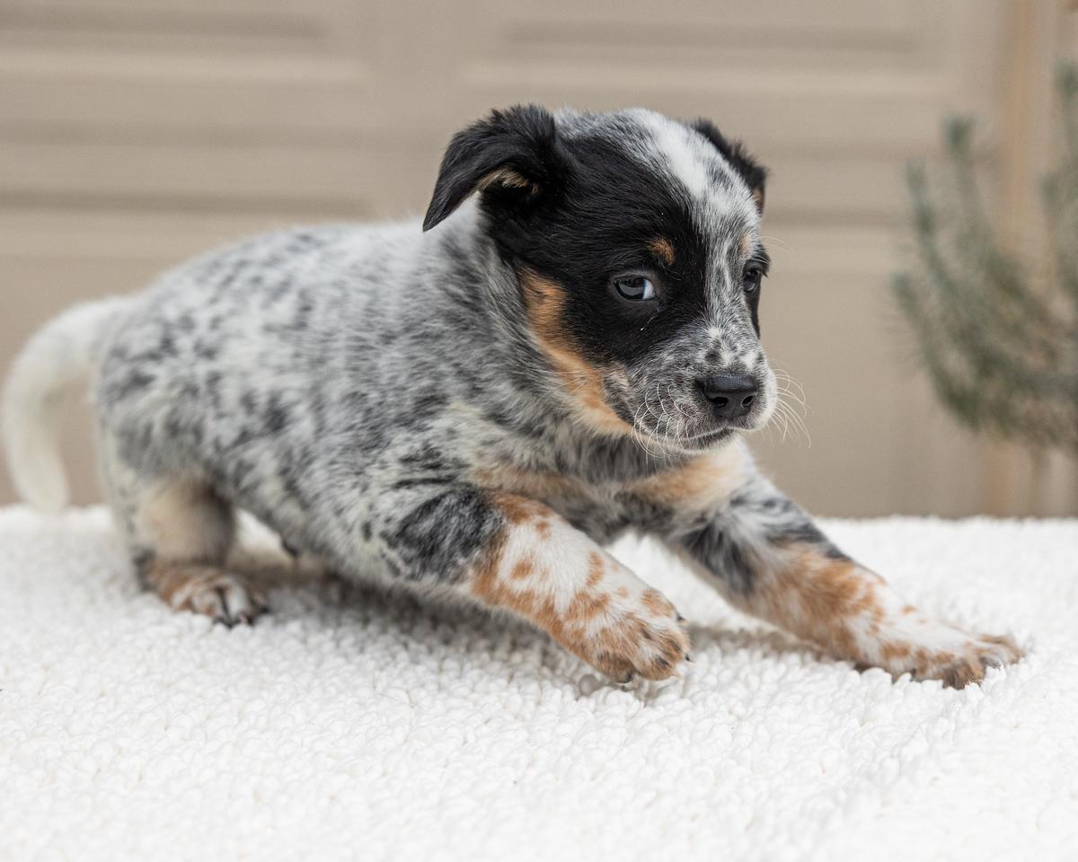 Snoopy , an adopted Australian Cattle Dog / Blue Heeler in Pflugerville, TX image 3/3