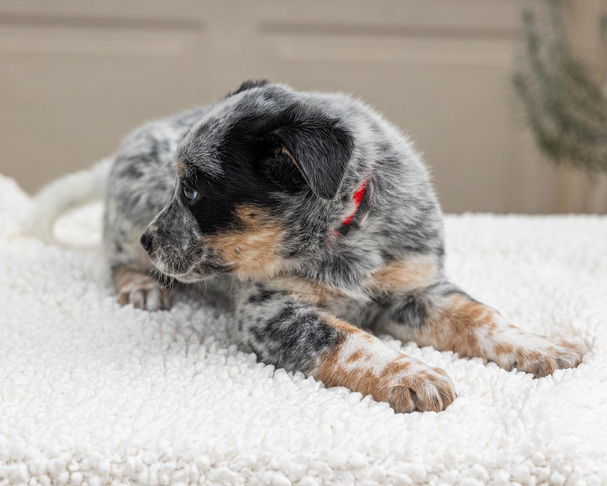 Snoopy , an adopted Australian Cattle Dog / Blue Heeler in Pflugerville, TX image 2/3