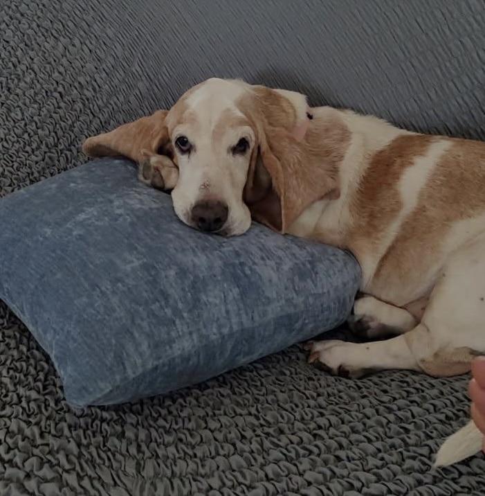Grace, ADOPTABLE, Senior Female Basset Hound.