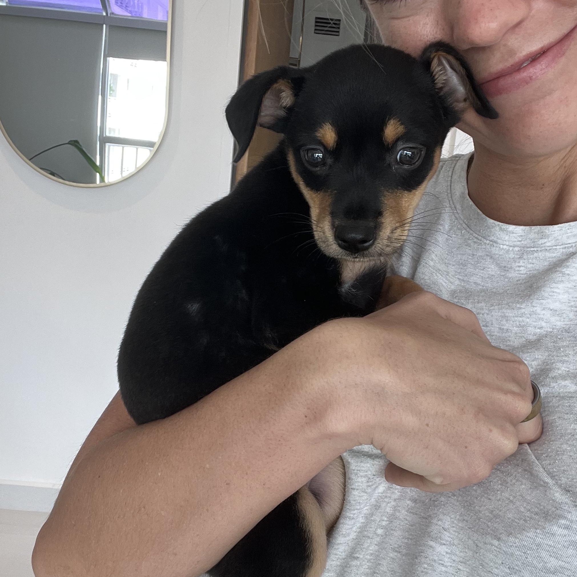 Enlarge Miss Munch - The Honey Bunch!!, an adopted mixed breed in CHARLOTTE, NC image 5/6