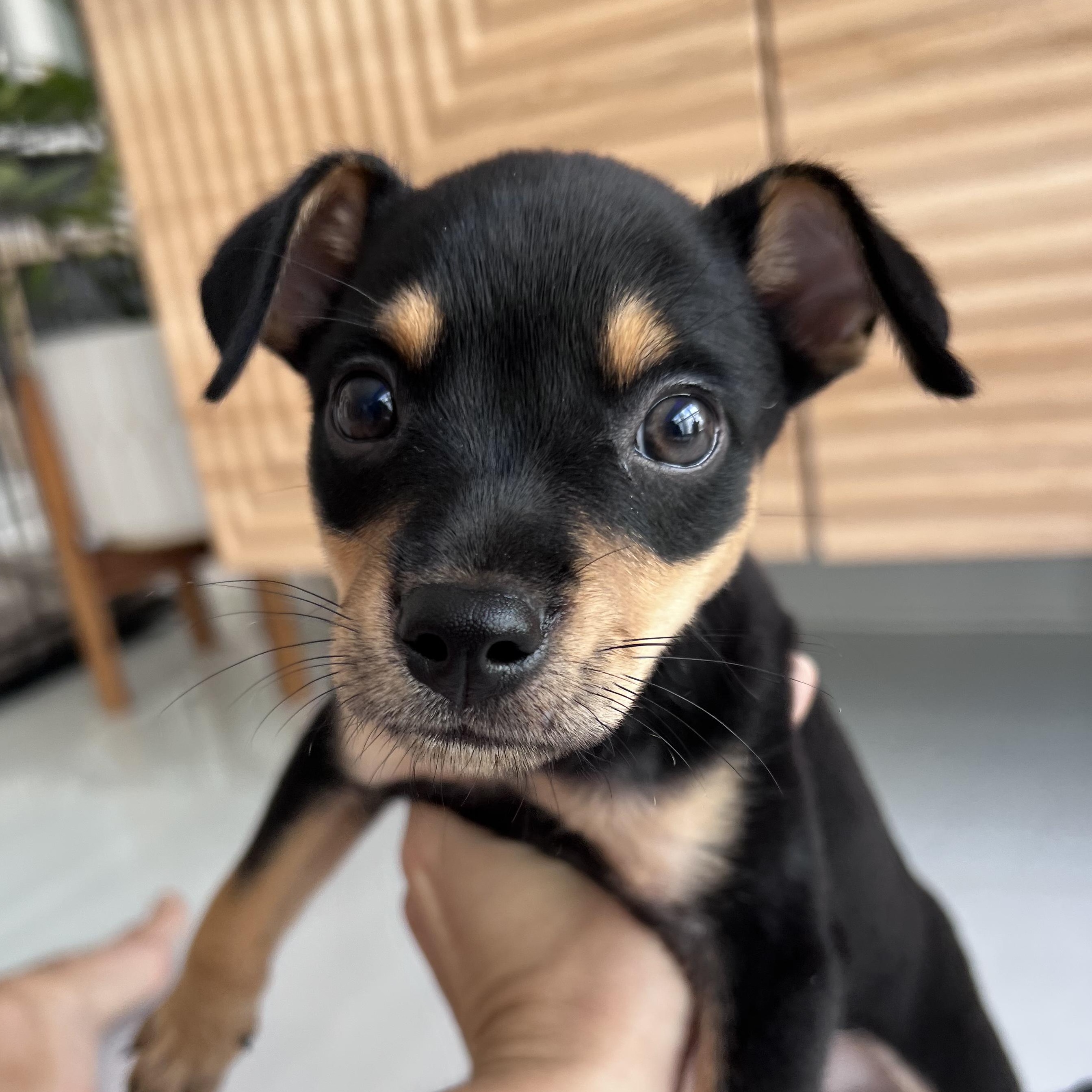 Enlarge Miss Munch - The Honey Bunch!!, an adopted mixed breed in CHARLOTTE, NC image 1/6