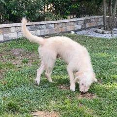 Enlarge Bruce, a ADOPTABLE Goldendoodle in Longwood, FL image 1/5