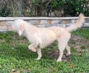Enlarge Bruce, a ADOPTABLE Goldendoodle in Longwood, FL image 2/5