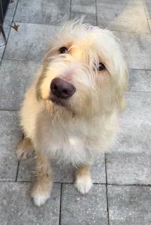 Enlarge Bruce, a ADOPTABLE Goldendoodle in Longwood, FL image 3/5
