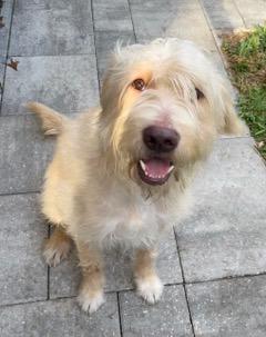Enlarge Bruce, a ADOPTABLE Goldendoodle in Longwood, FL image 4/5