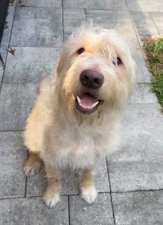Enlarge Bruce, a ADOPTABLE Goldendoodle in Longwood, FL image 5/5