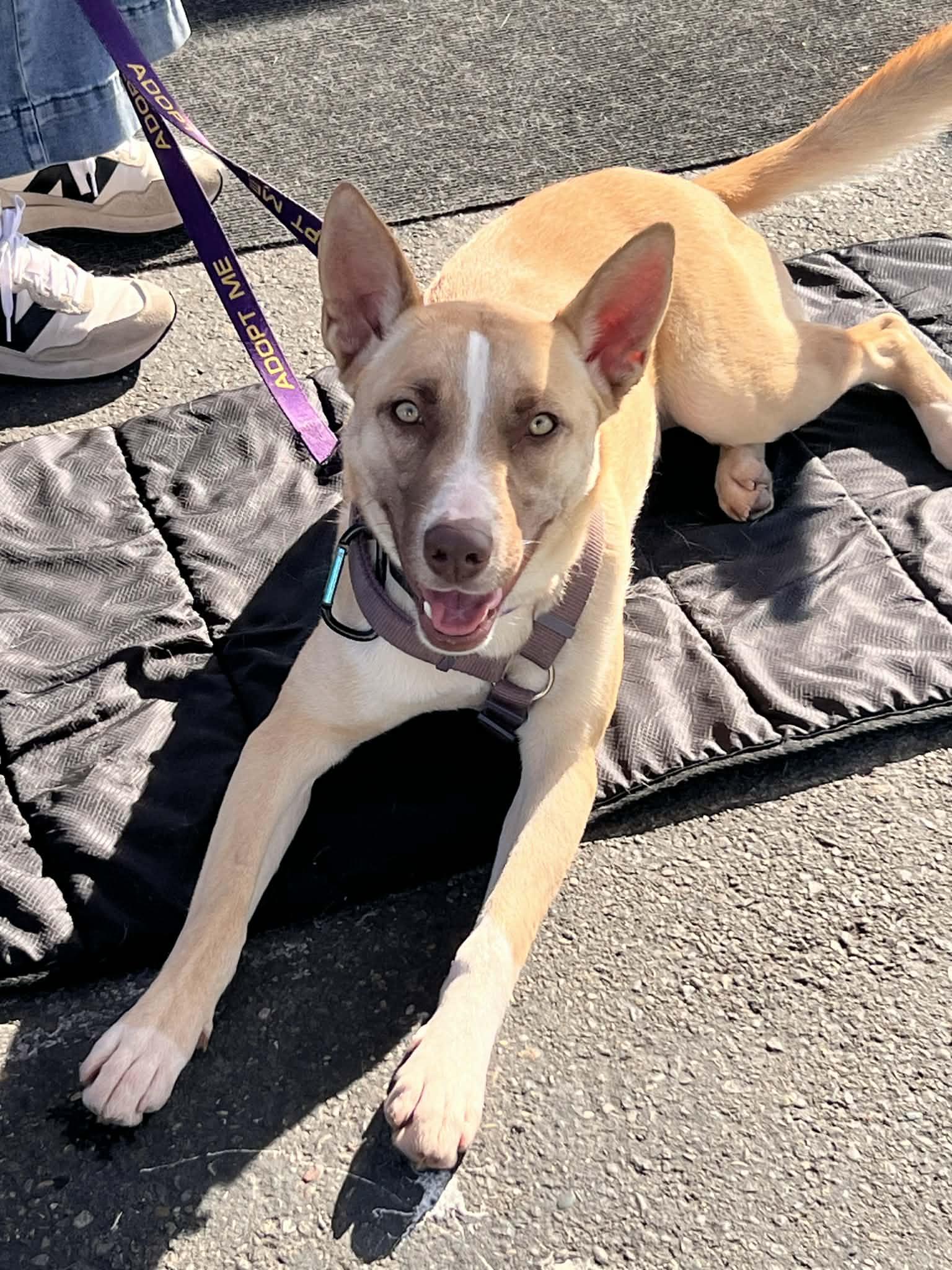 Luna, an adopted mixed breed in Yuba City, CA image 1/3