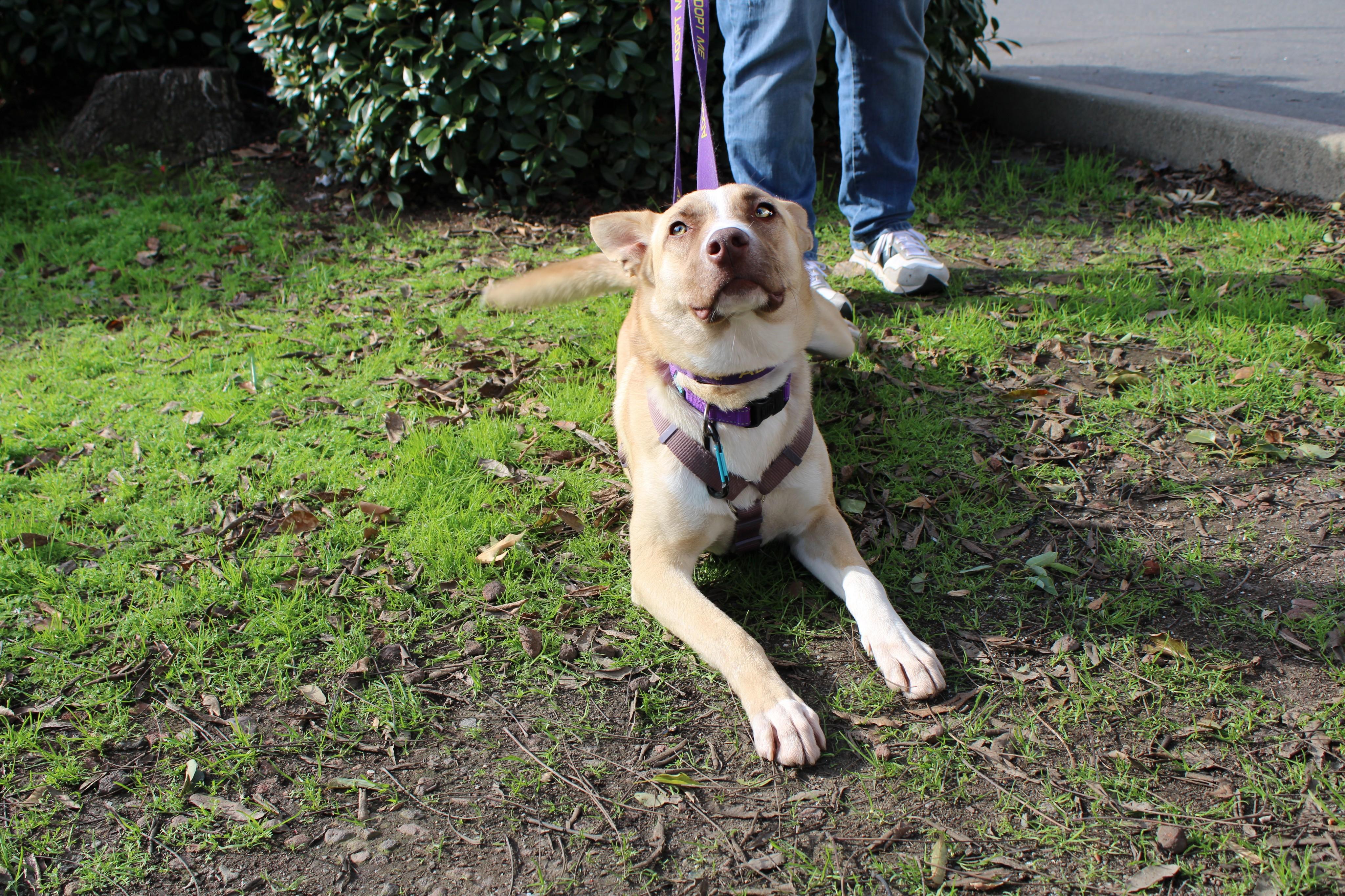 Luna, a ADOPTABLE mixed breed in Yuba City, CA image 3/3