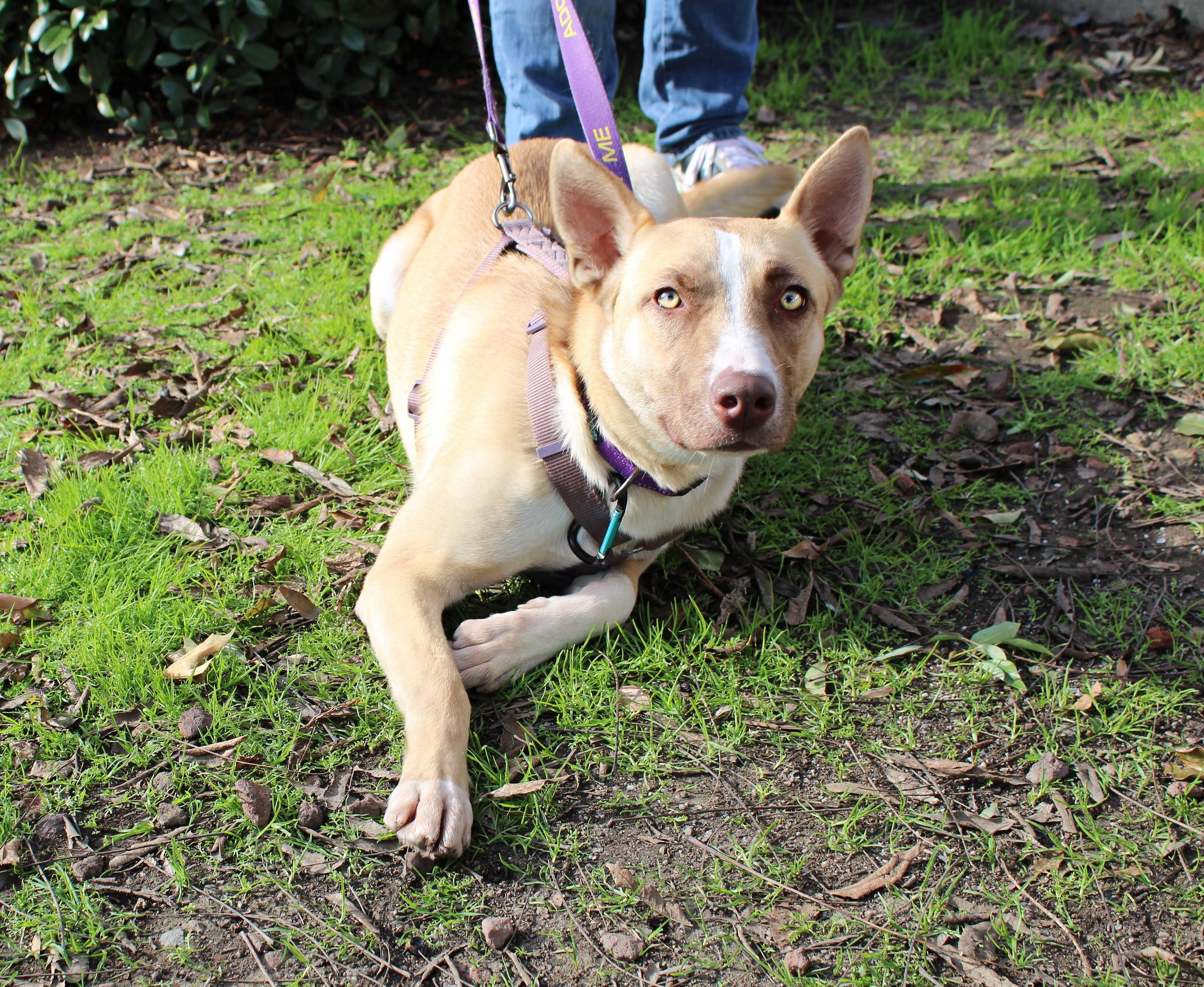 Luna, ADOPTABLE, Young Female Pit Bull Terrier.