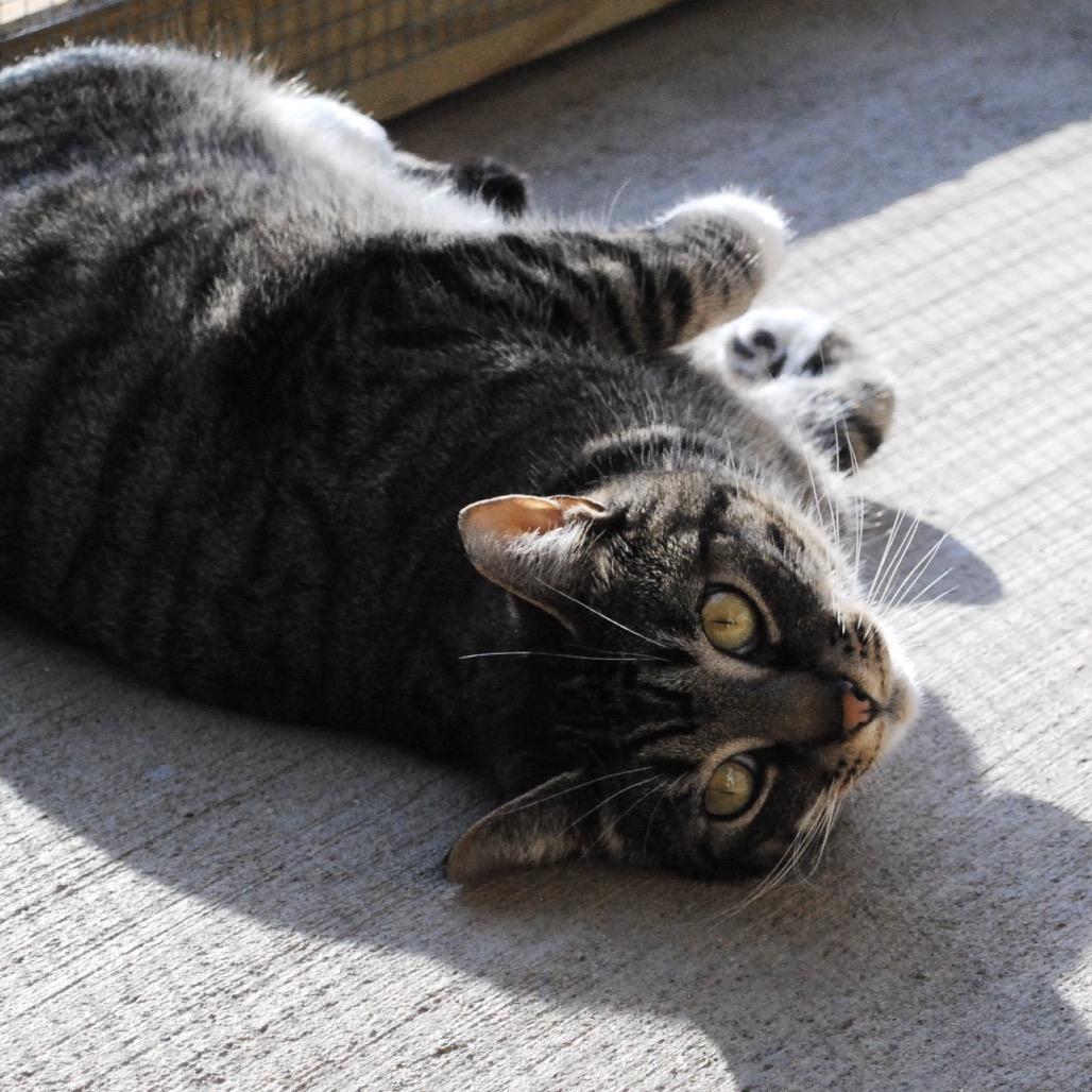 Enlarge Piper, a Adoptable Domestic Short Hair in Bloomington, IN image 5/6