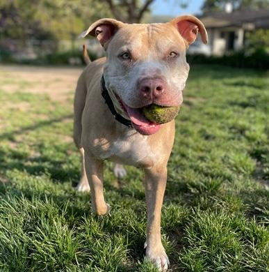 MILLIE, Adoptable, Senior Female Pit Bull Terrier.