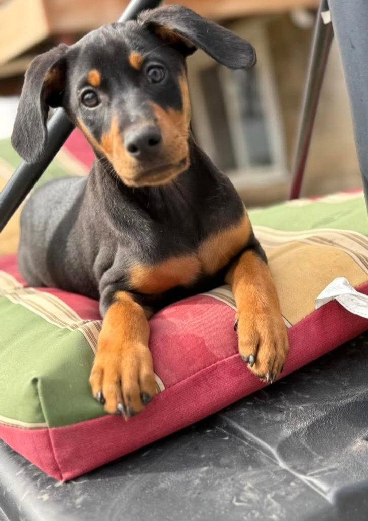 Enlarge Thor, a Adoptable Doberman Pinscher in Buffalo, MN image 1/3