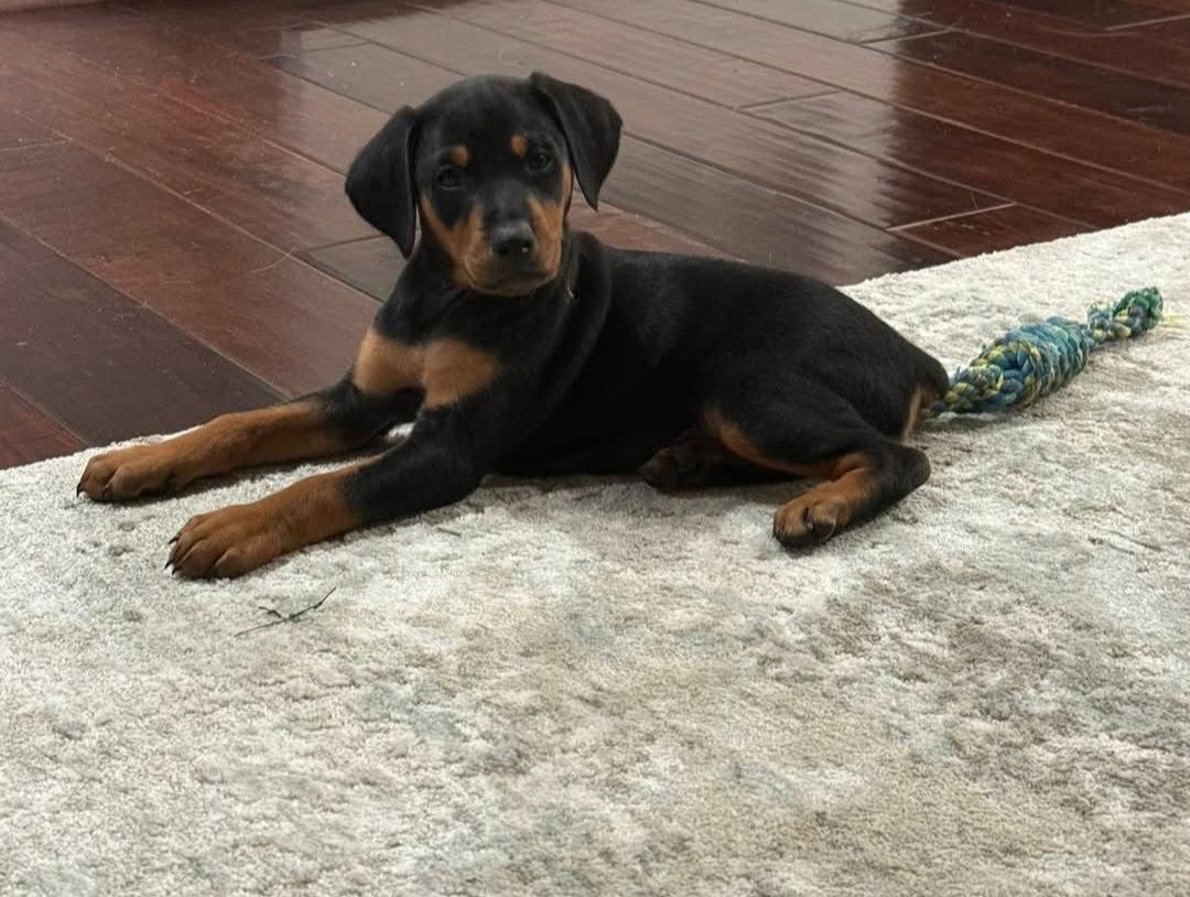 Enlarge Thor, a Adoptable Doberman Pinscher in Buffalo, MN image 2/3