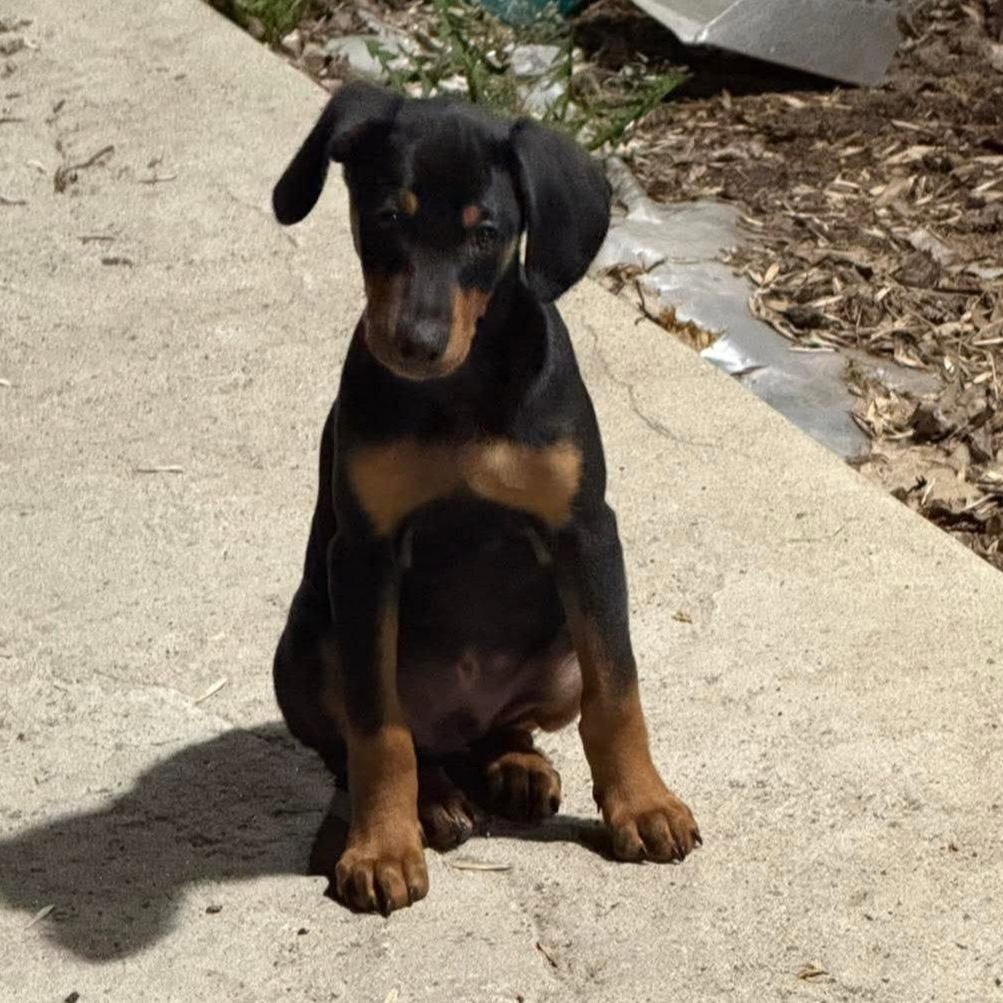Enlarge Thor, a Adopted mixed breed in Buffalo, MN image 3/3