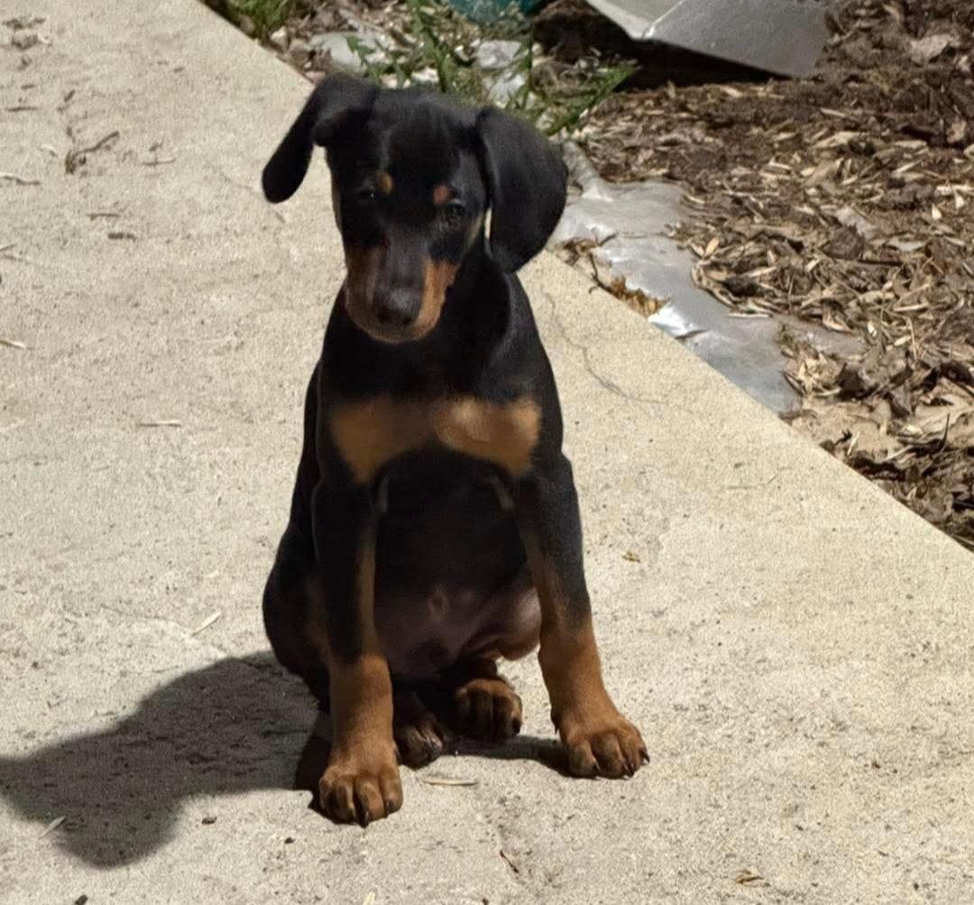 Enlarge Thor, a Adoptable Doberman Pinscher in Buffalo, MN image 3/3