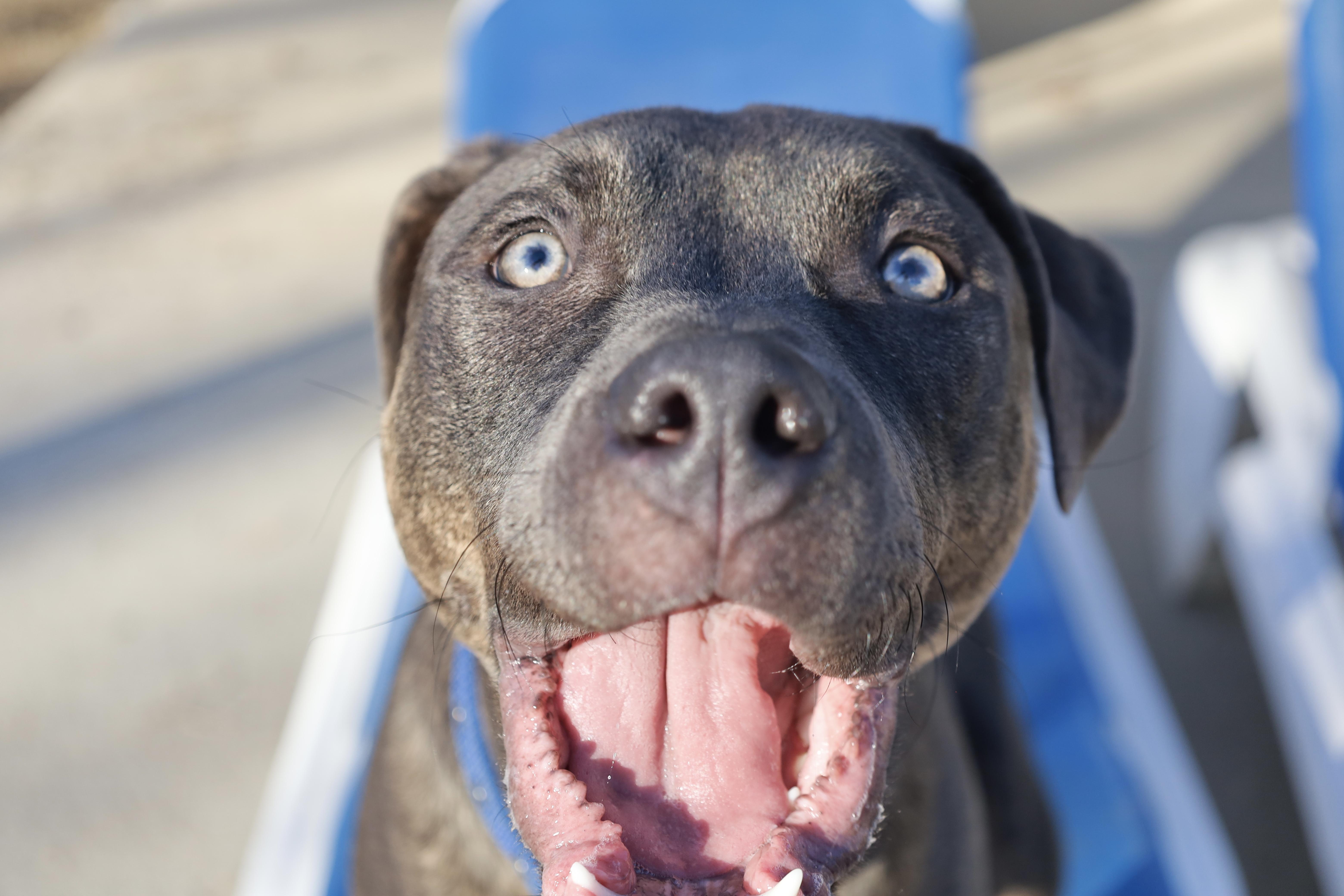 Barnaby, a Adoptable mixed breed in Kansas City, MO image 4/6