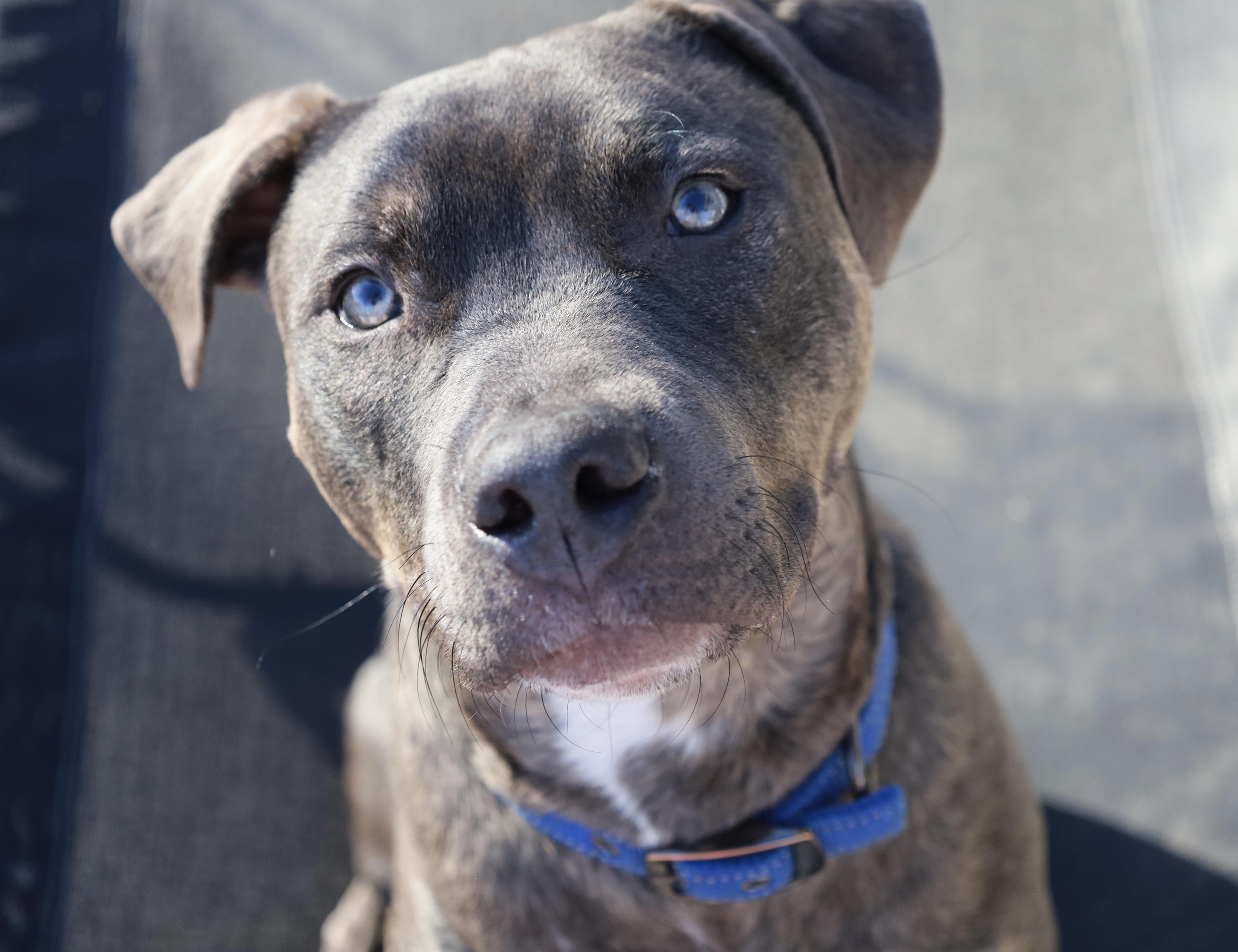 Barnaby, a Adoptable mixed breed in Kansas City, MO image 1/6