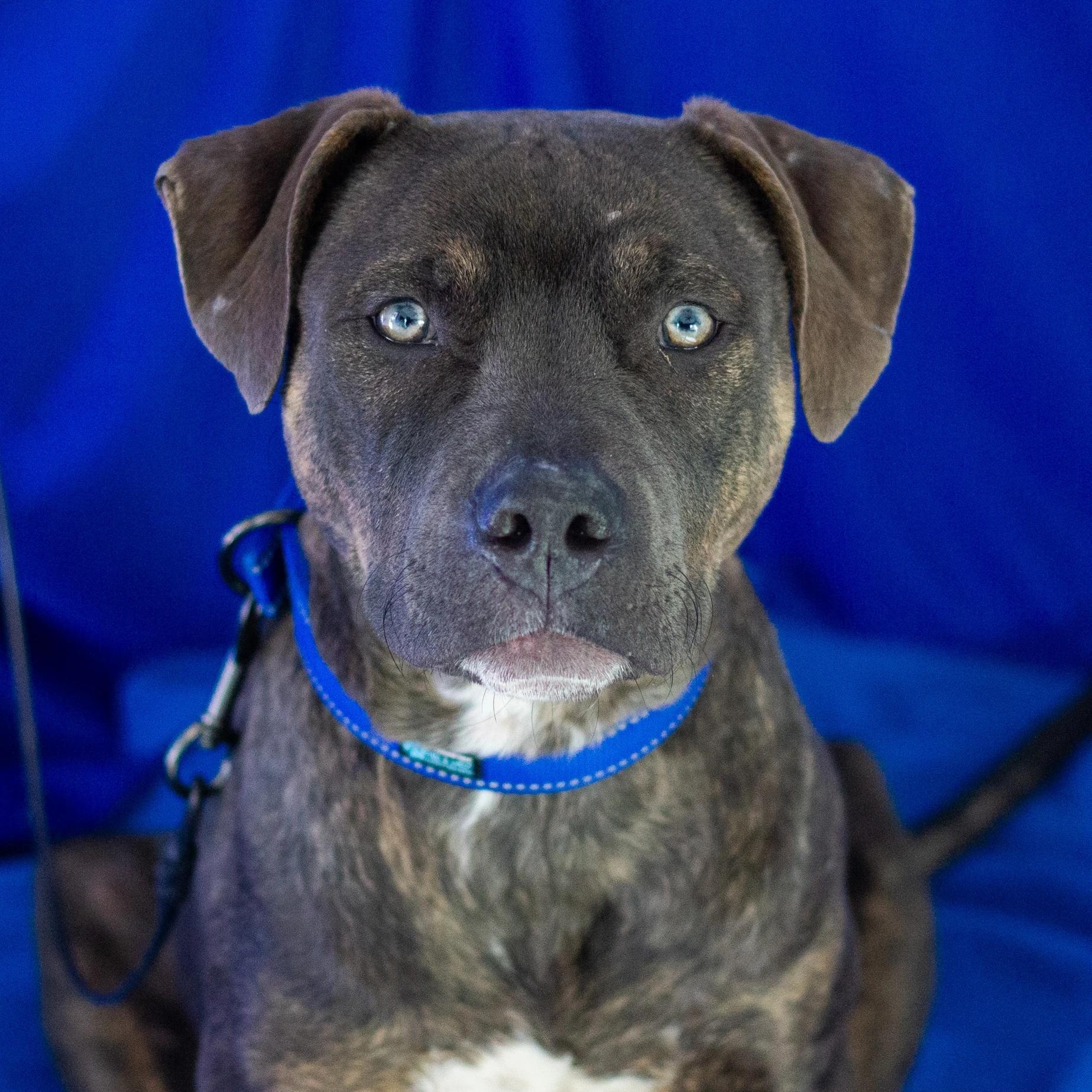 Barnaby, a Adoptable mixed breed in Kansas City, MO image 3/6