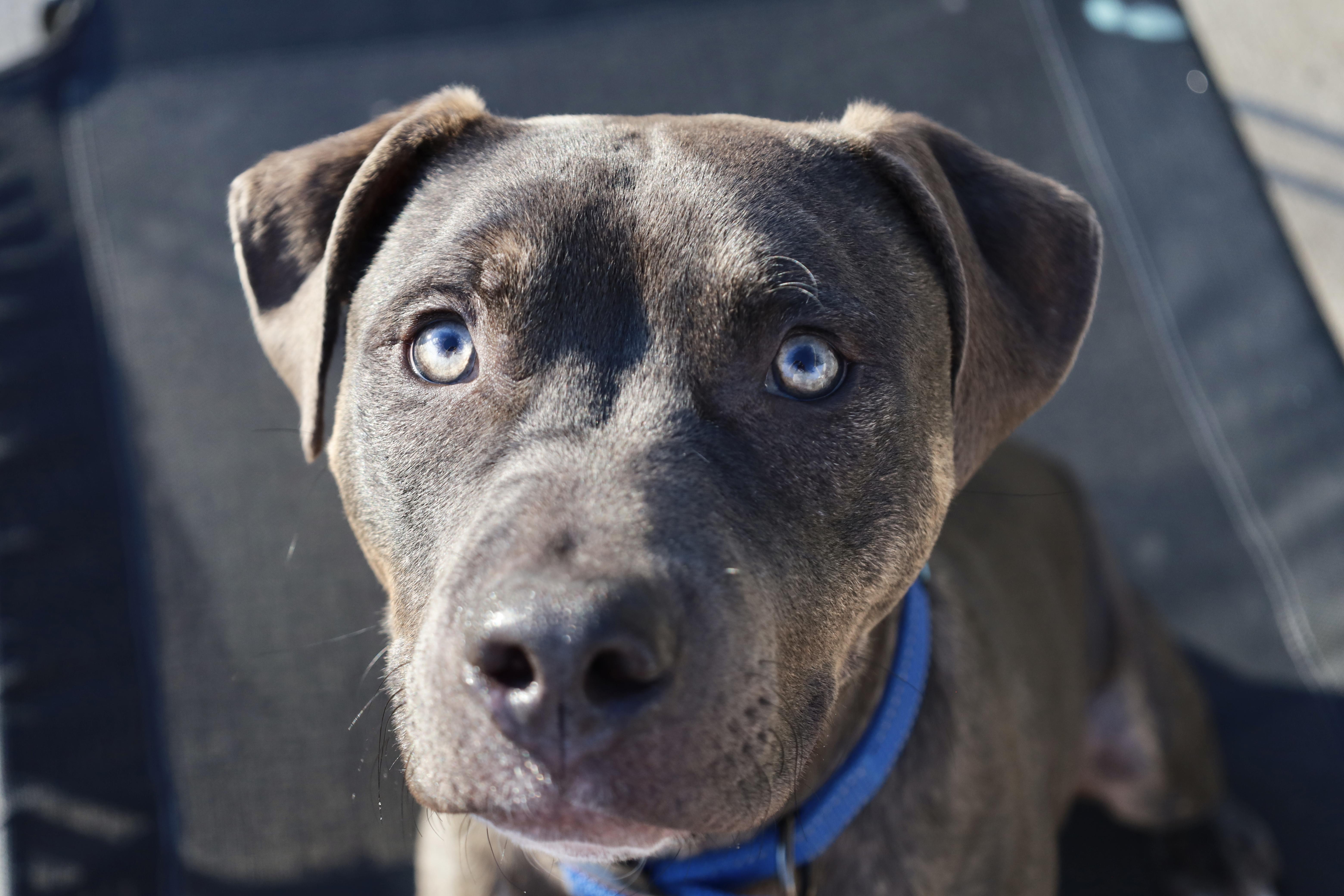 Barnaby, a Adoptable mixed breed in Kansas City, MO image 6/6