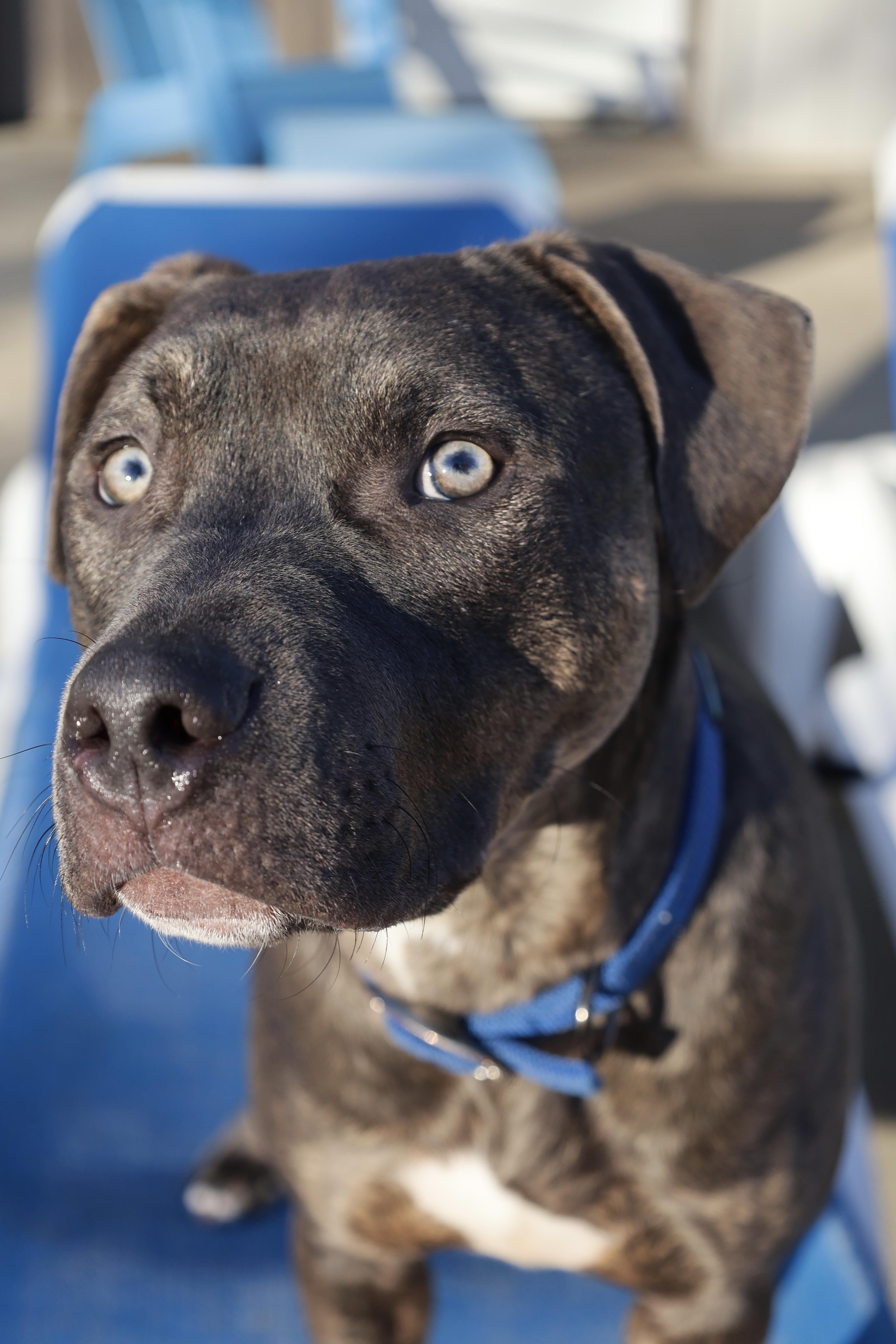 Barnaby, a Adoptable mixed breed in Kansas City, MO image 5/6