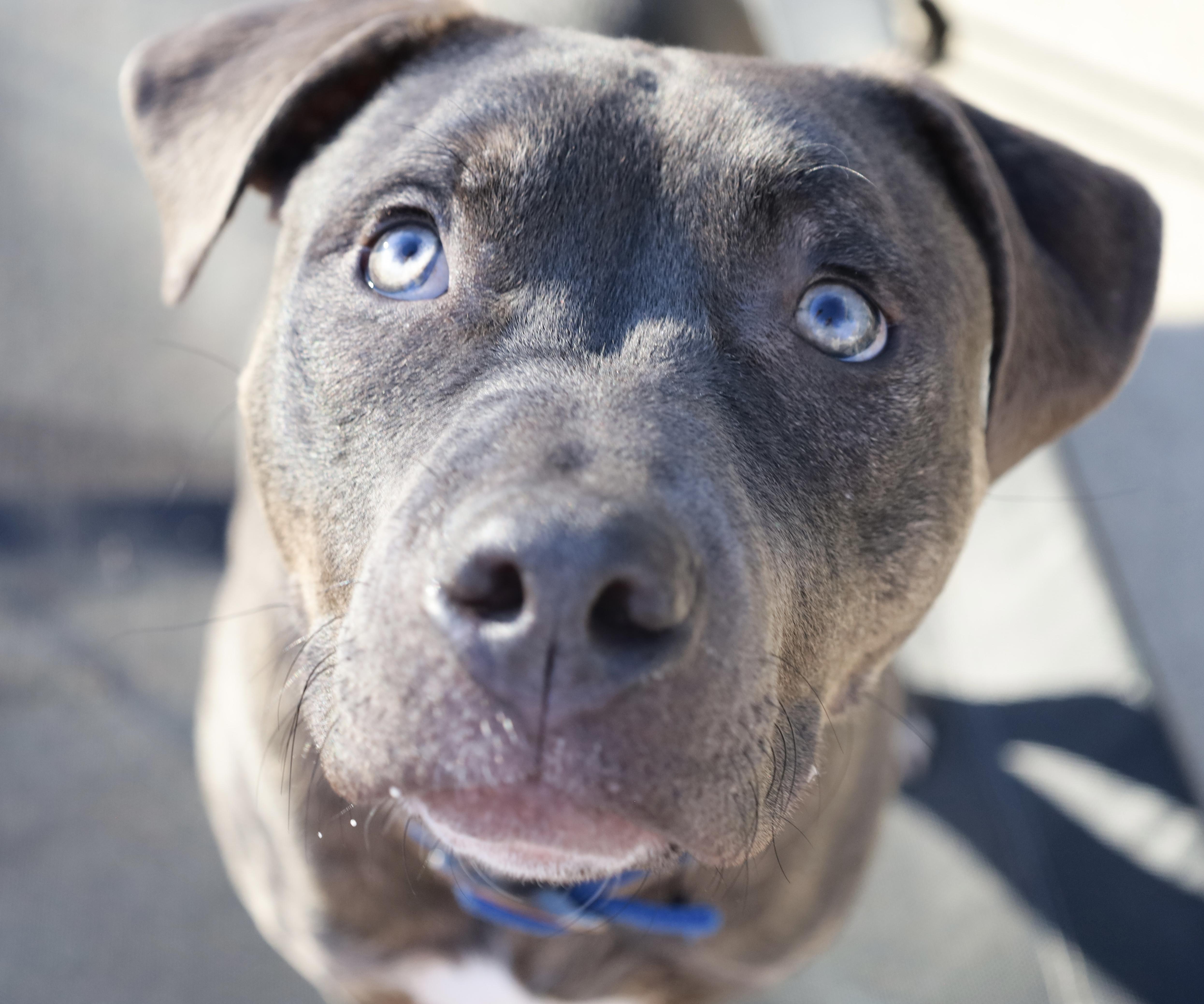Barnaby, a Adoptable mixed breed in Kansas City, MO image 2/6