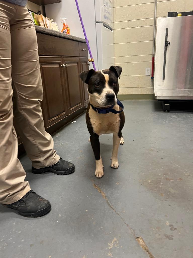 Enlarge 2025-04-292 *Angie*, a Adoptable Pit Bull Terrier in Winder, GA image 1/2