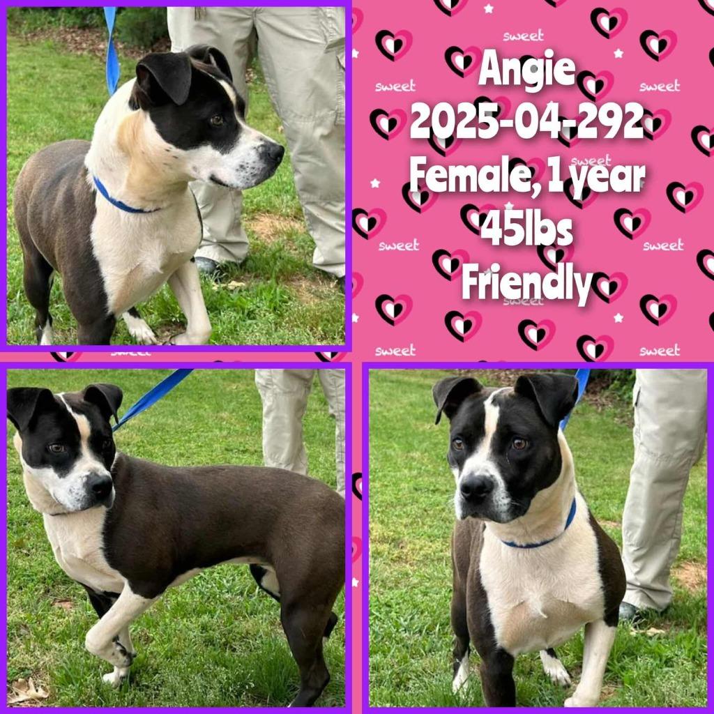 Enlarge 2025-04-292 *Angie*, a Adoptable Pit Bull Terrier in Winder, GA image 2/2