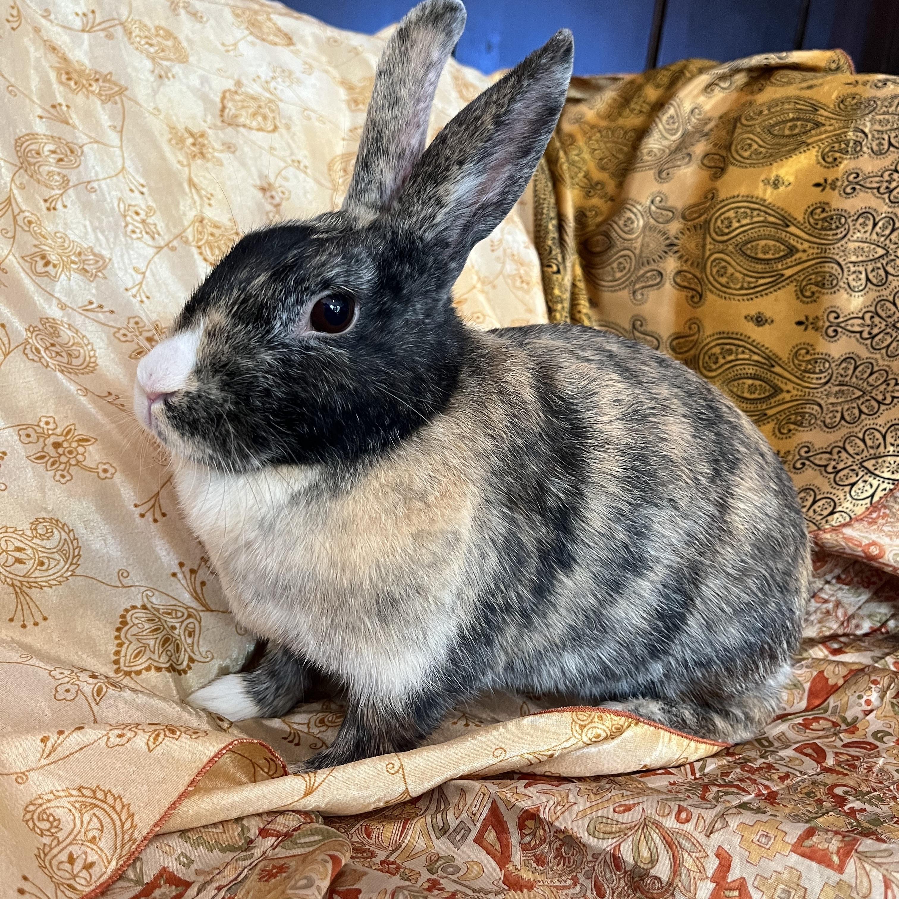 Fiji, ADOPTABLE, Adult Female Harlequin.