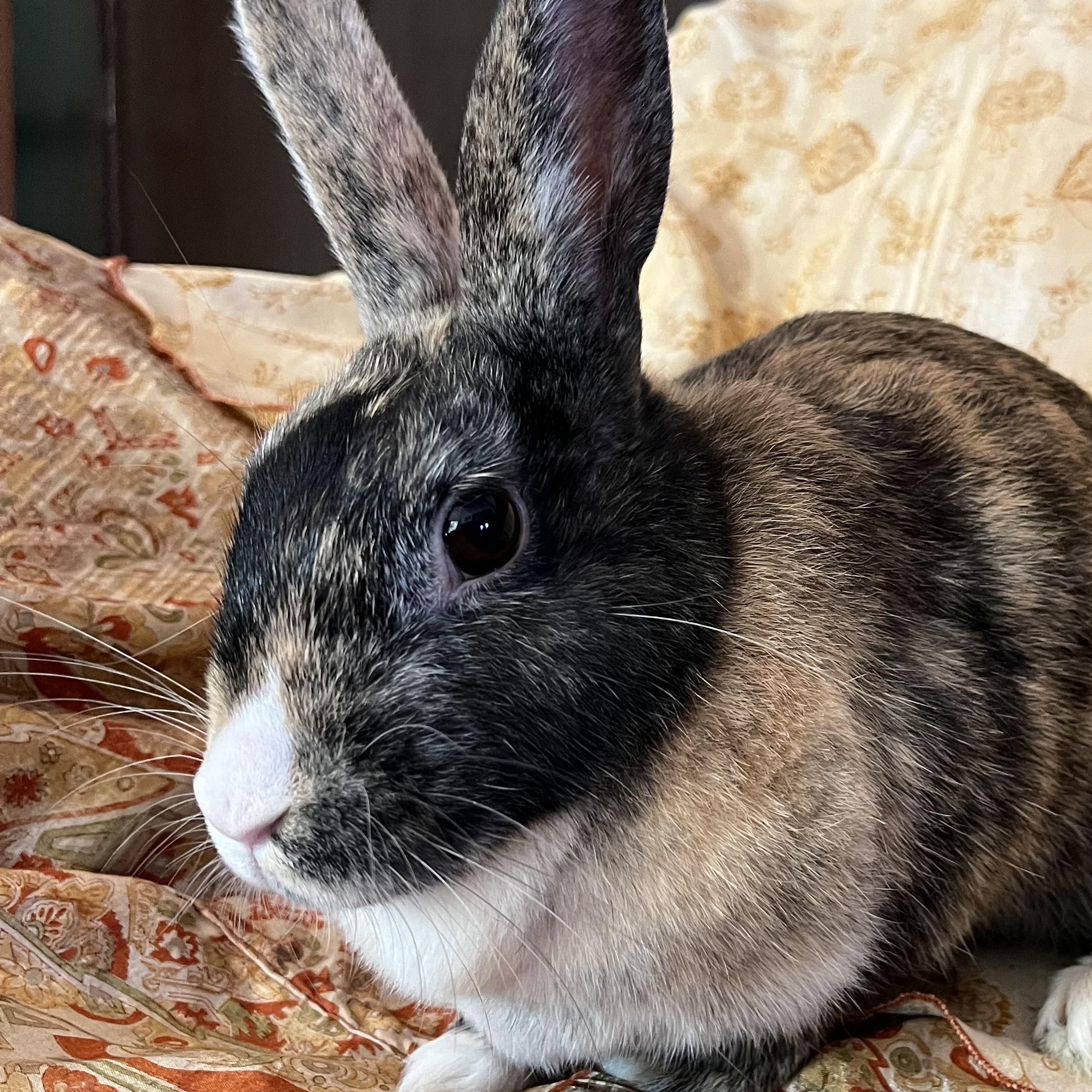 Enlarge Fiji, a ADOPTABLE Harlequin in Livermore, CA image 3/4