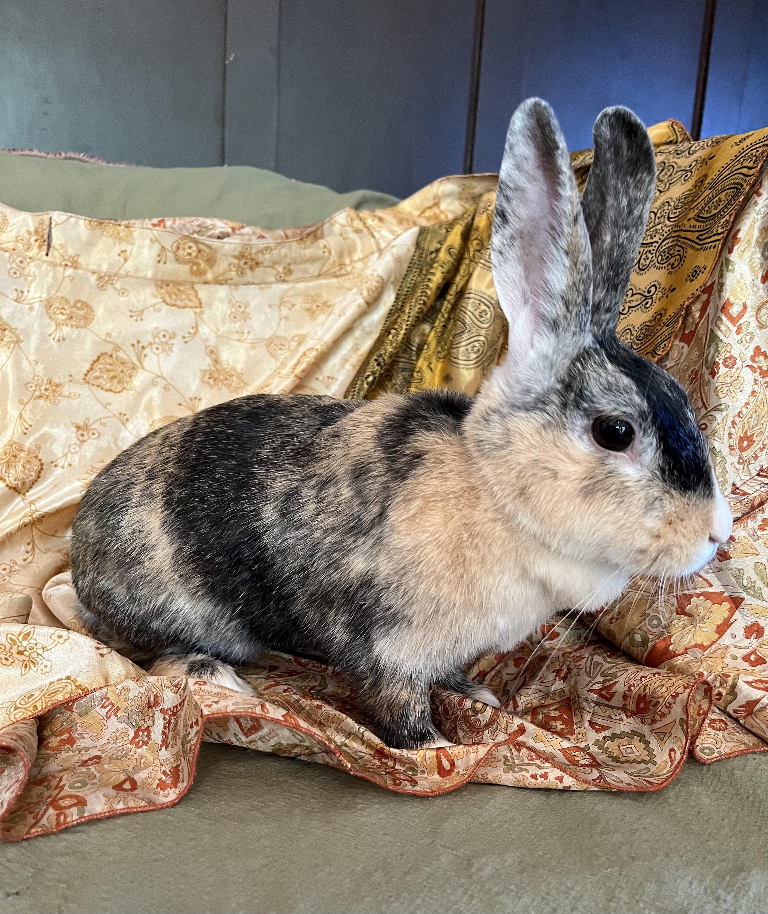 Enlarge Fiji, a ADOPTABLE Harlequin in Livermore, CA image 2/4