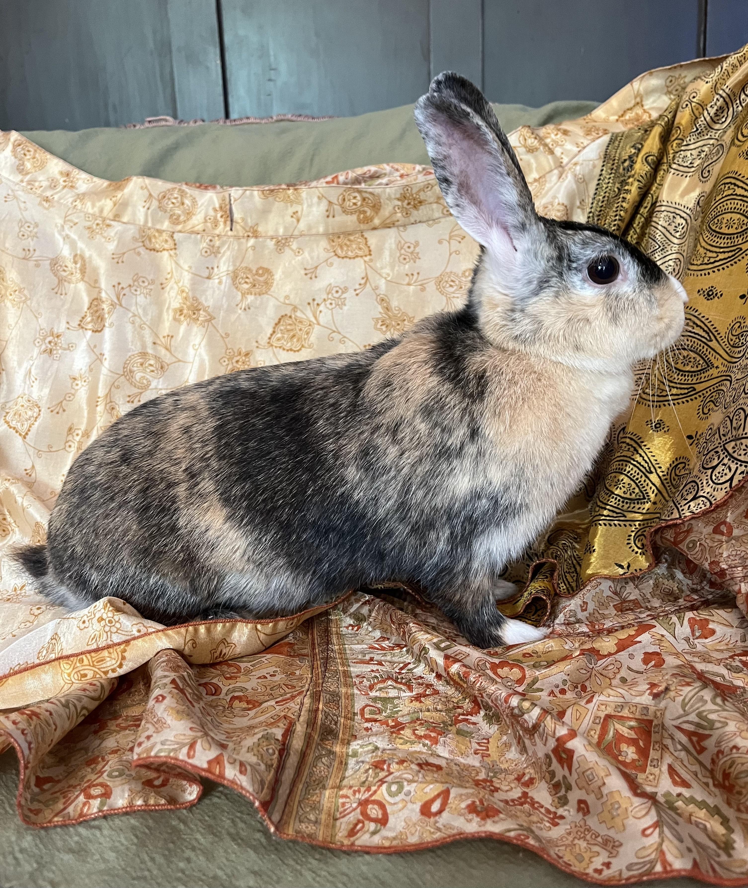 Enlarge Fiji, a ADOPTABLE Harlequin in Livermore, CA image 4/4