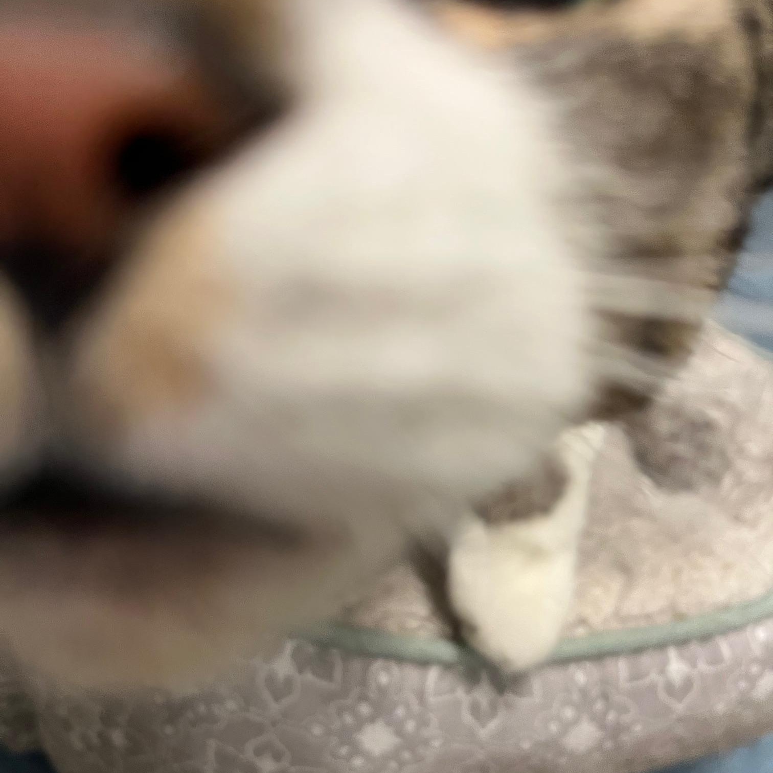 Enlarge Doorie, a ADOPTABLE Domestic Short Hair in St Thomas, ON image 4/6