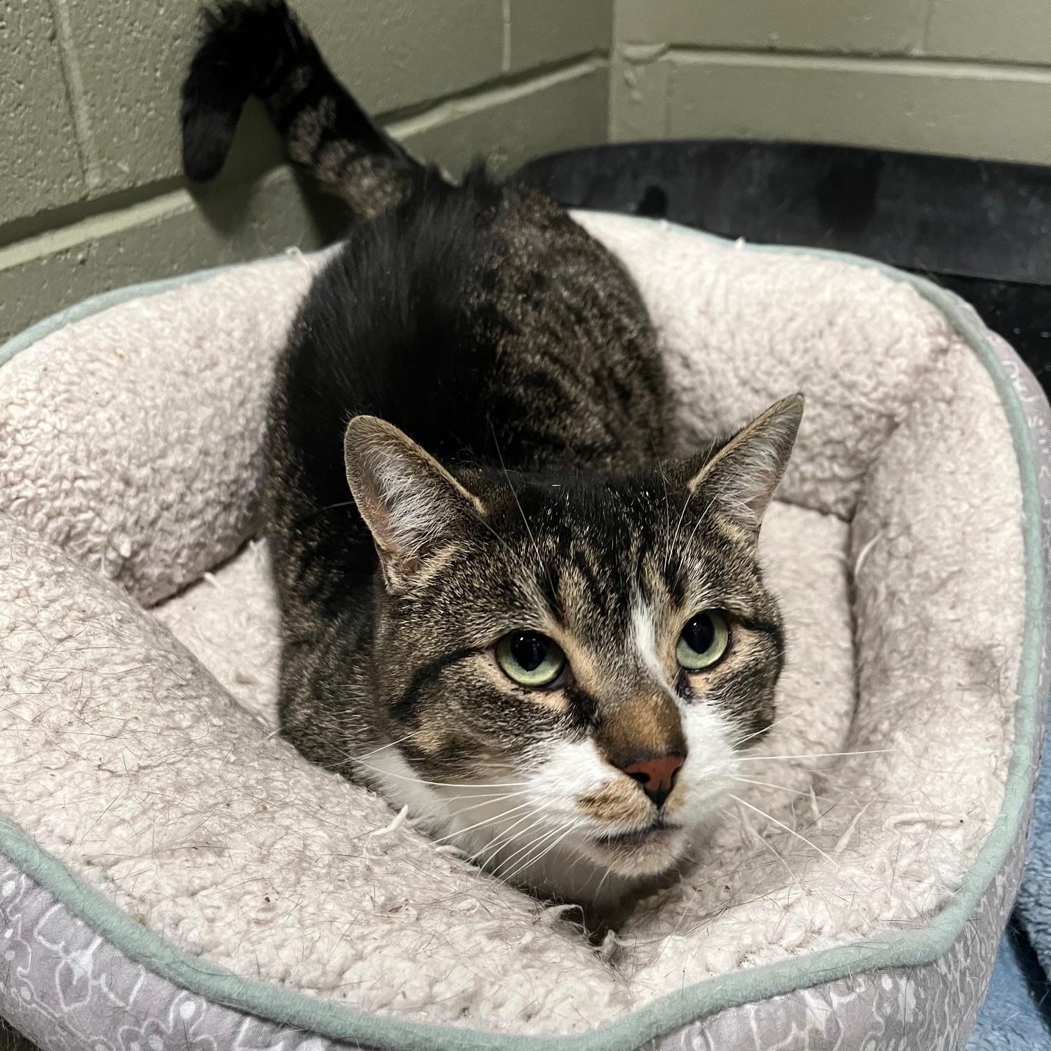 Enlarge Doorie, a ADOPTABLE Domestic Short Hair in St Thomas, ON image 1/6