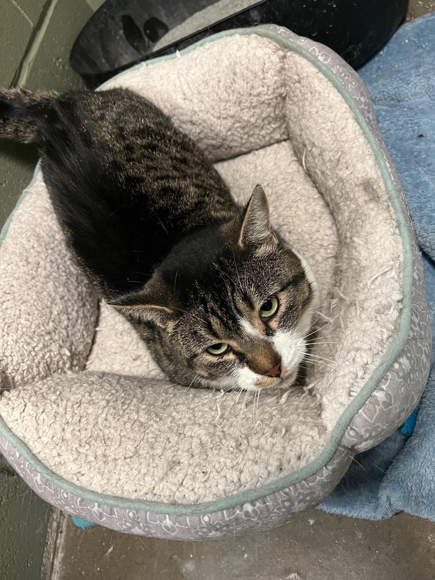 Enlarge Doorie, a ADOPTABLE Domestic Short Hair in St Thomas, ON image 6/6