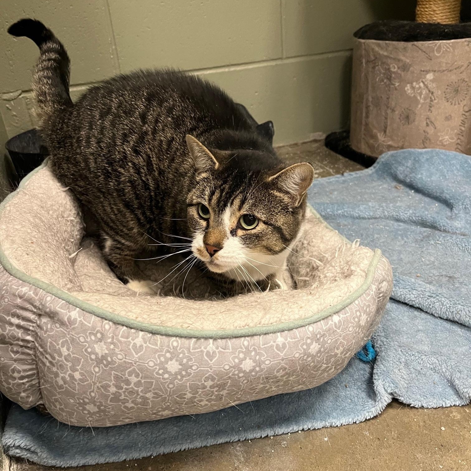 Enlarge Doorie, a ADOPTABLE Domestic Short Hair in St Thomas, ON image 3/6