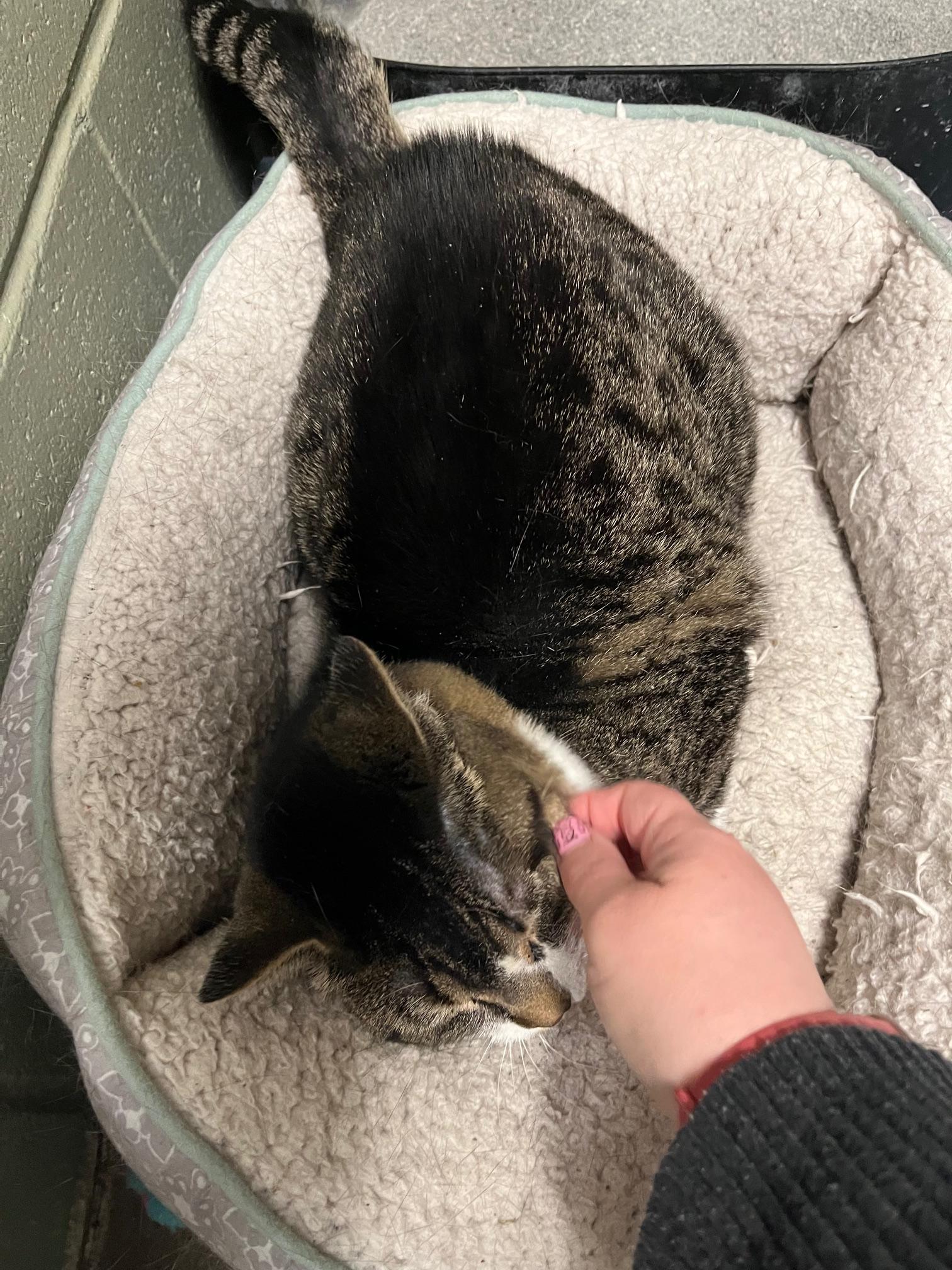 Enlarge Doorie, a ADOPTABLE Domestic Short Hair in St Thomas, ON image 5/6