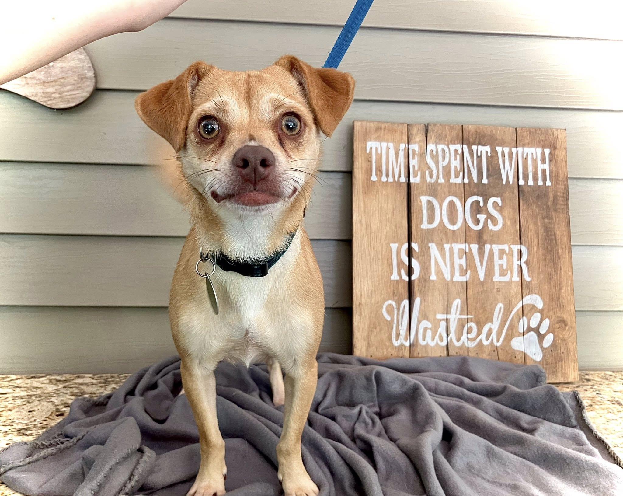 Golden, adopted, Adult Male Chihuahua.