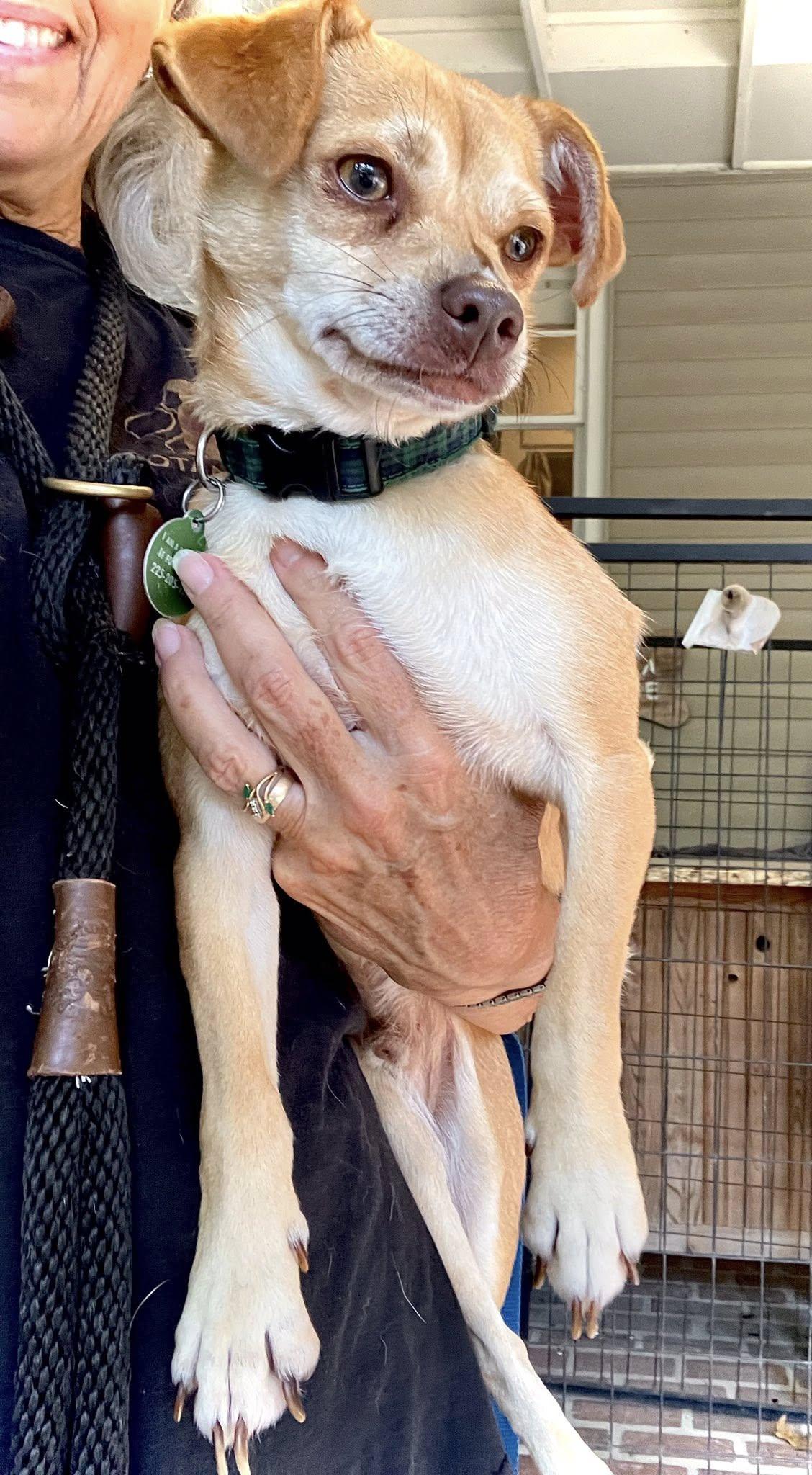 Enlarge Golden, an adopted mixed breed in Baton Rouge, LA image 4/4