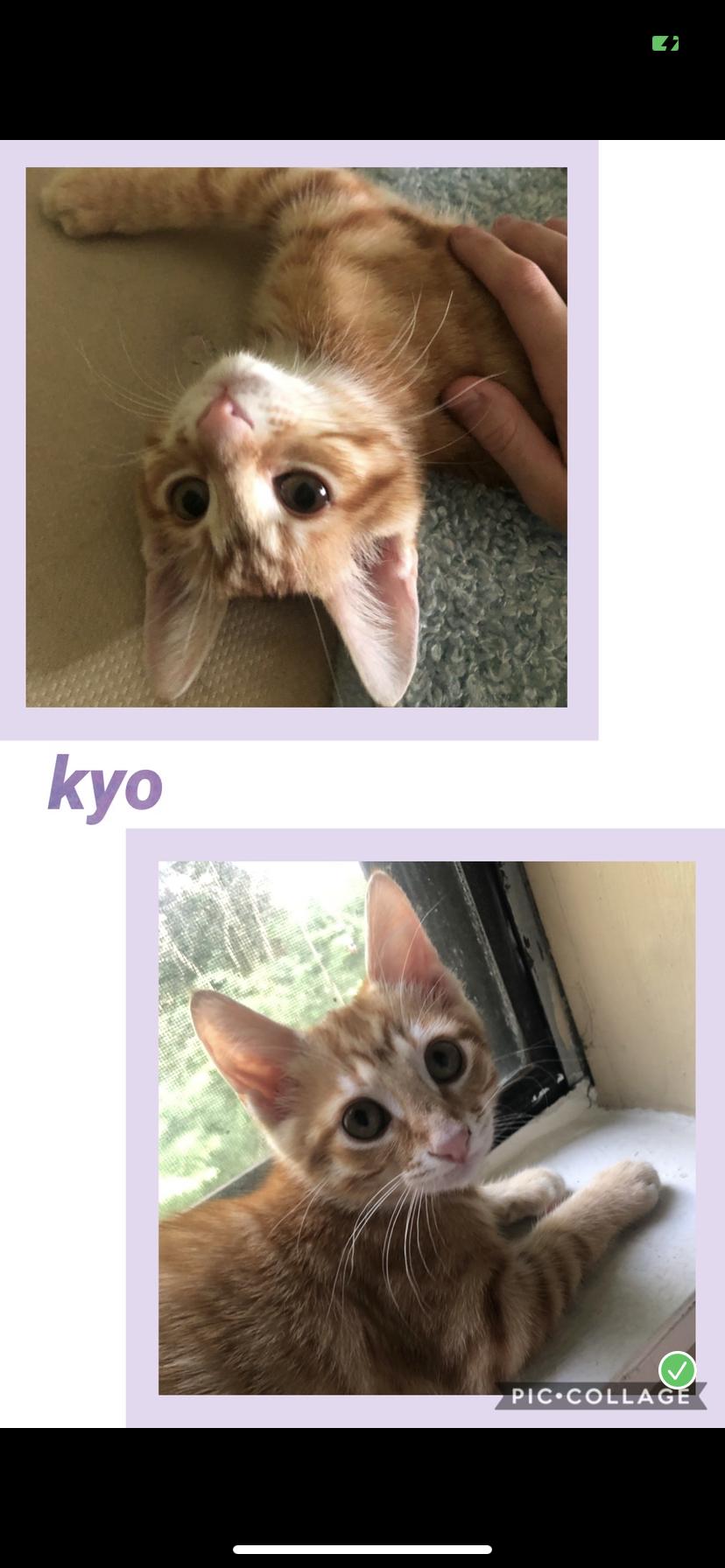 Kyo, Adoptable, Kitten Male Tabby.
