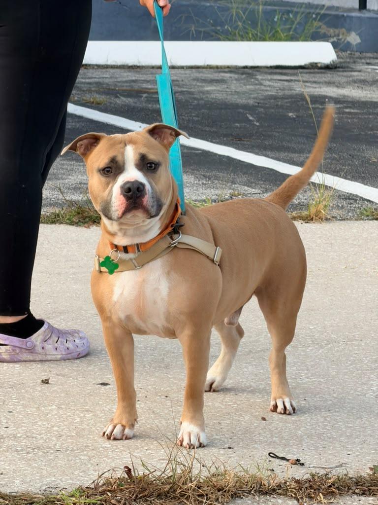Enlarge Litto, a Adopted Staffordshire Bull Terrier in Pompano Beach, FL image 1/3