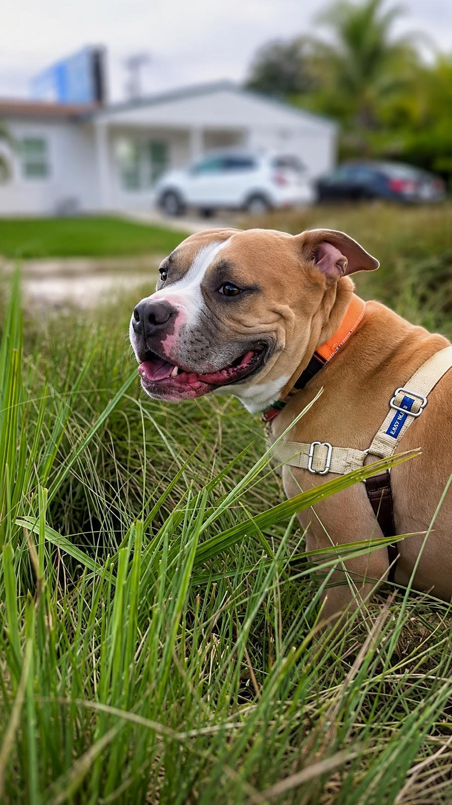 Enlarge Litto, a Adopted Staffordshire Bull Terrier in Pompano Beach, FL image 2/3