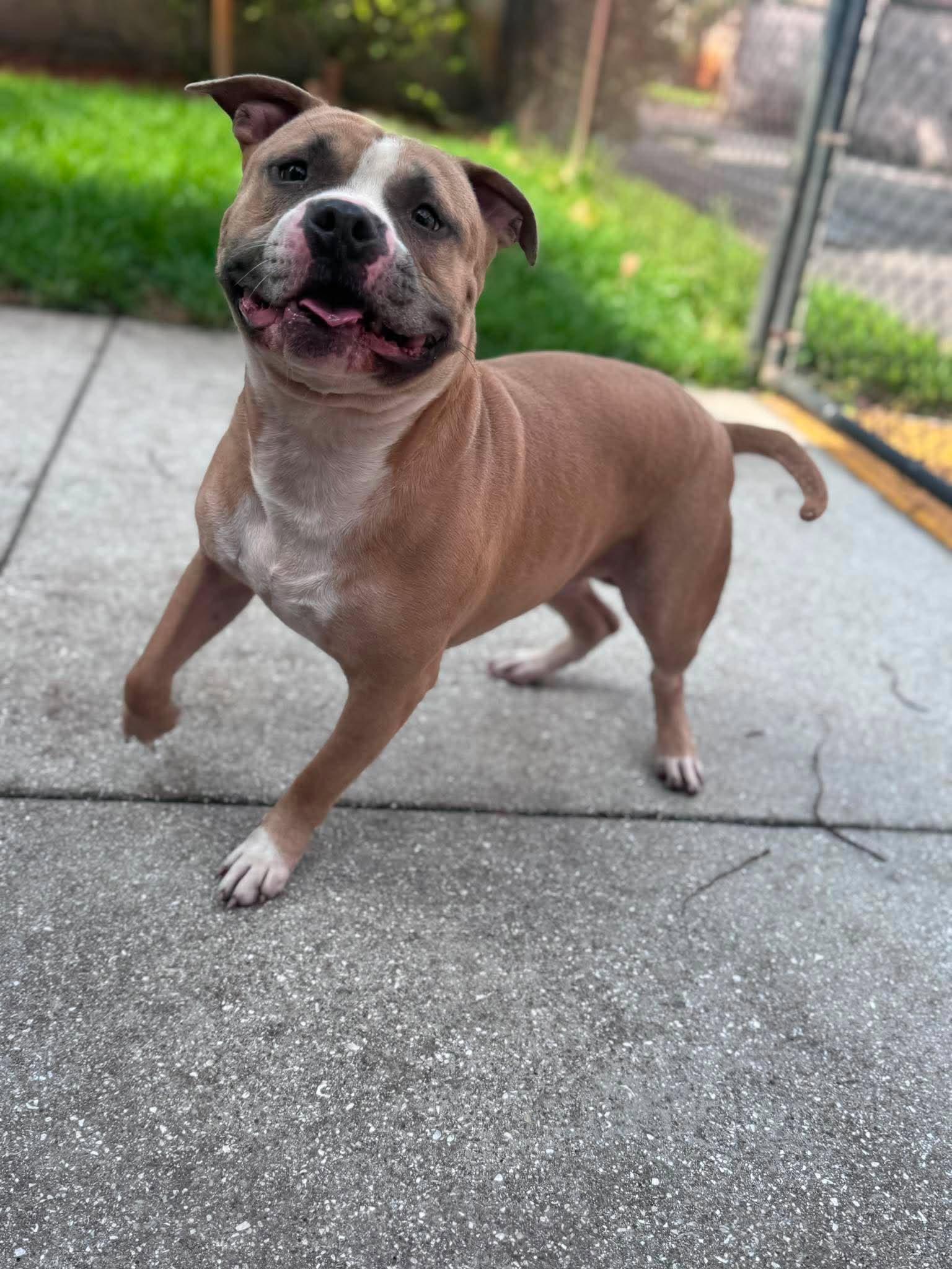 Enlarge Litto, a Adopted Staffordshire Bull Terrier in Pompano Beach, FL image 3/3