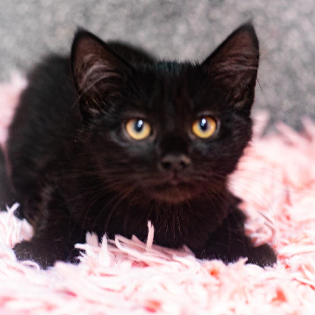 Sequin, Adoptable, Kitten Female Domestic Long Hair.