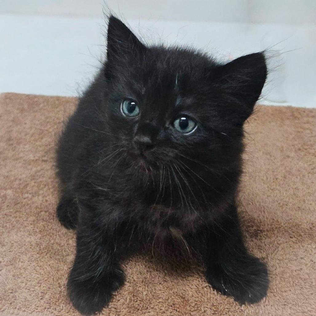 Enlarge Sequin, a Adoptable Domestic Long Hair in St. Augustine, FL image 2/2