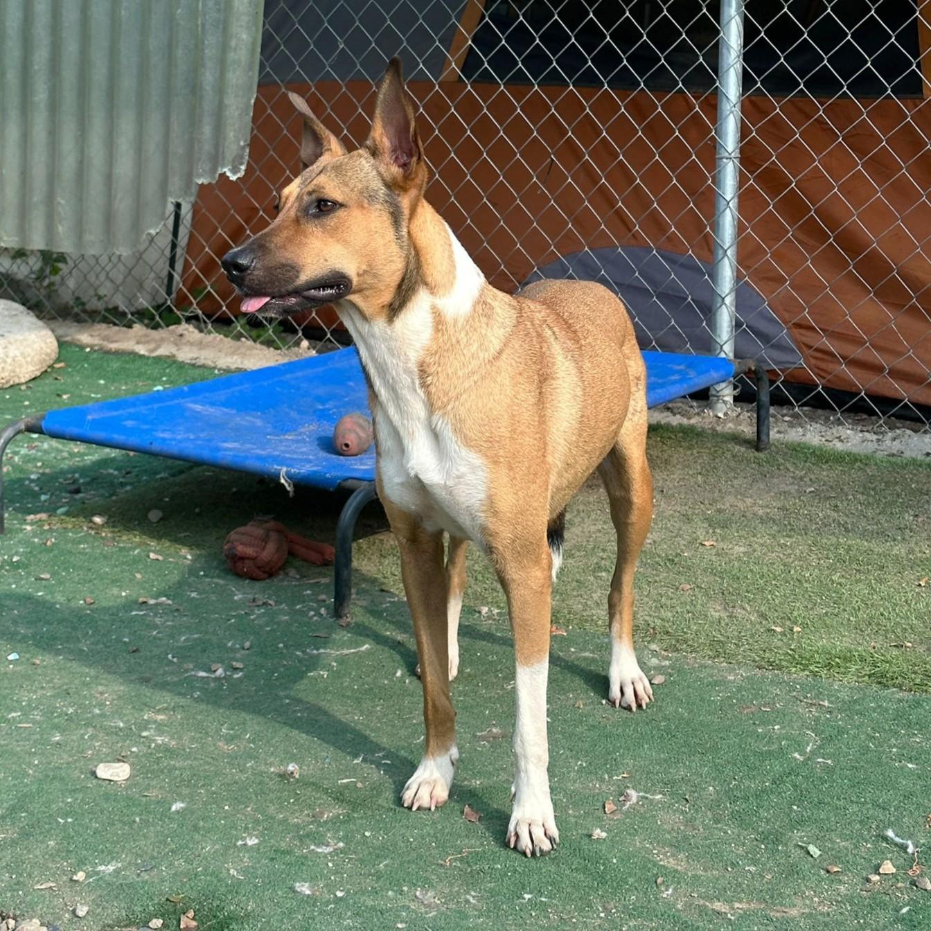 Lessie — thumbnail 3