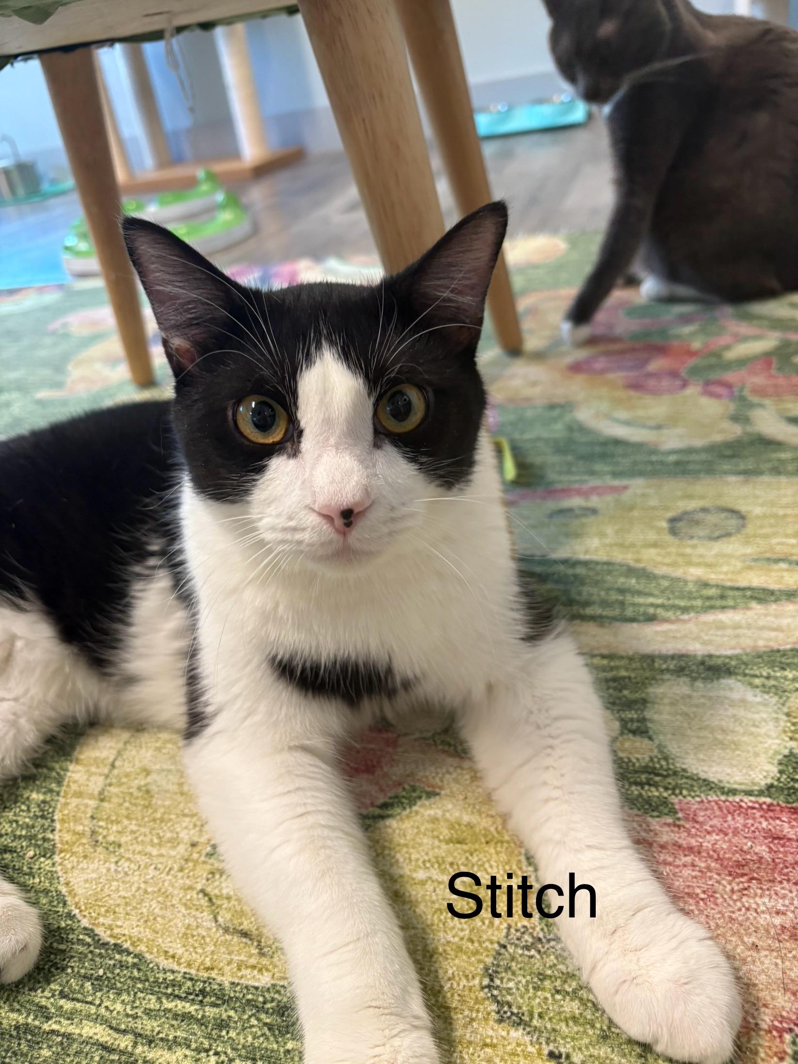 Enlarge Stitch Pelekai, a Adoptable mixed breed in St Petersburg, FL image 1/6