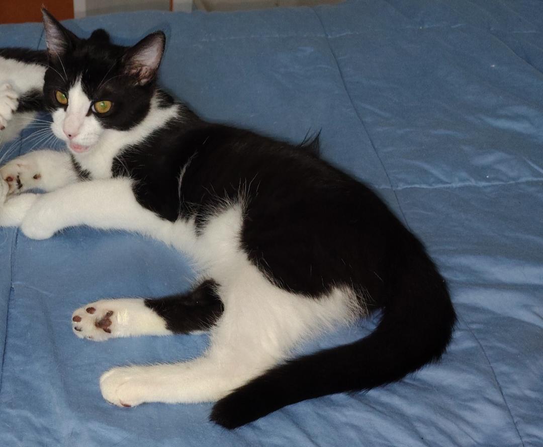 Enlarge Stitch Pelekai, a Adoptable mixed breed in St Petersburg, FL image 2/6