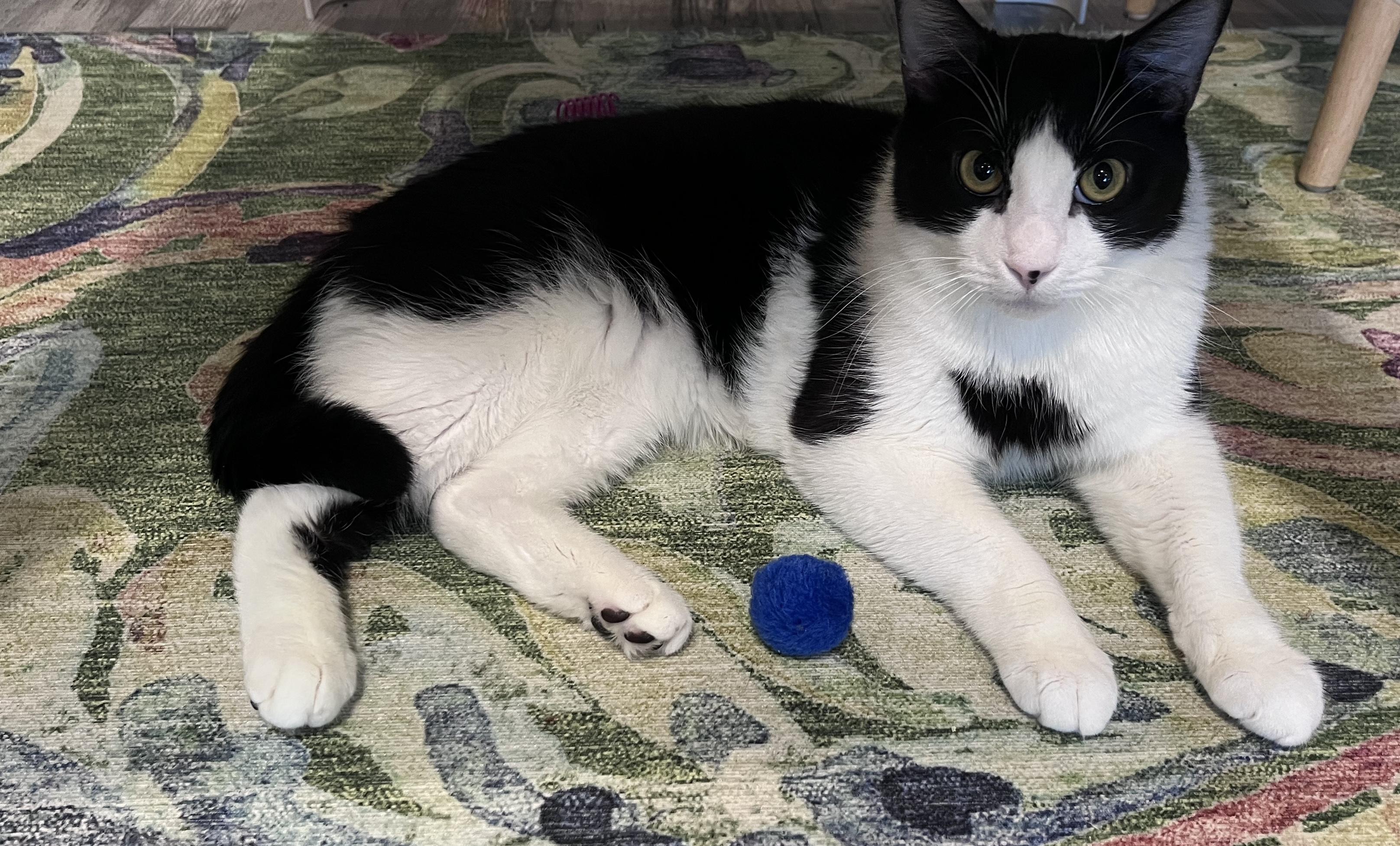 Enlarge Stitch Pelekai, a Adoptable mixed breed in St Petersburg, FL image 3/6