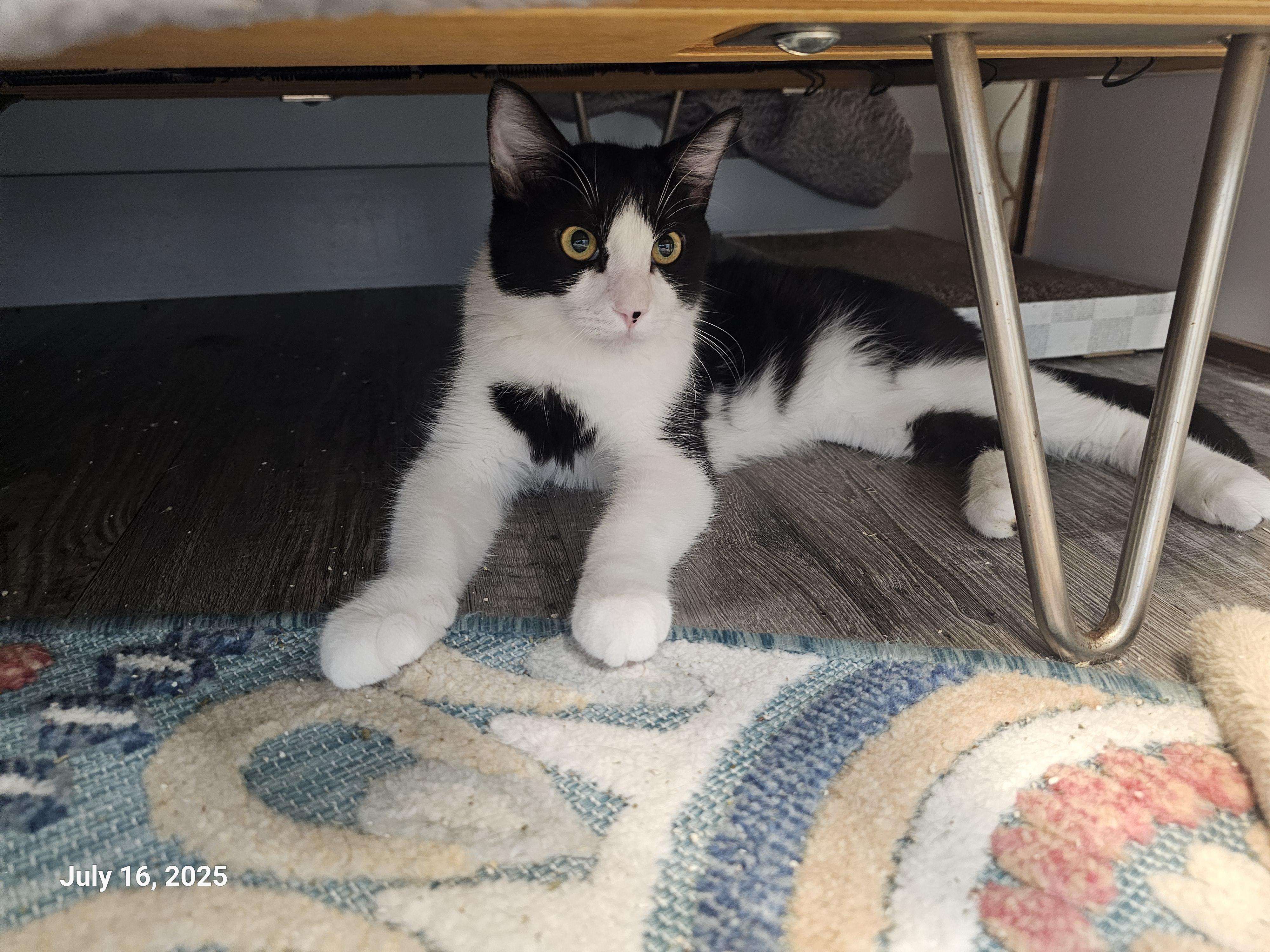 Stitch Pelekai — thumbnail 4