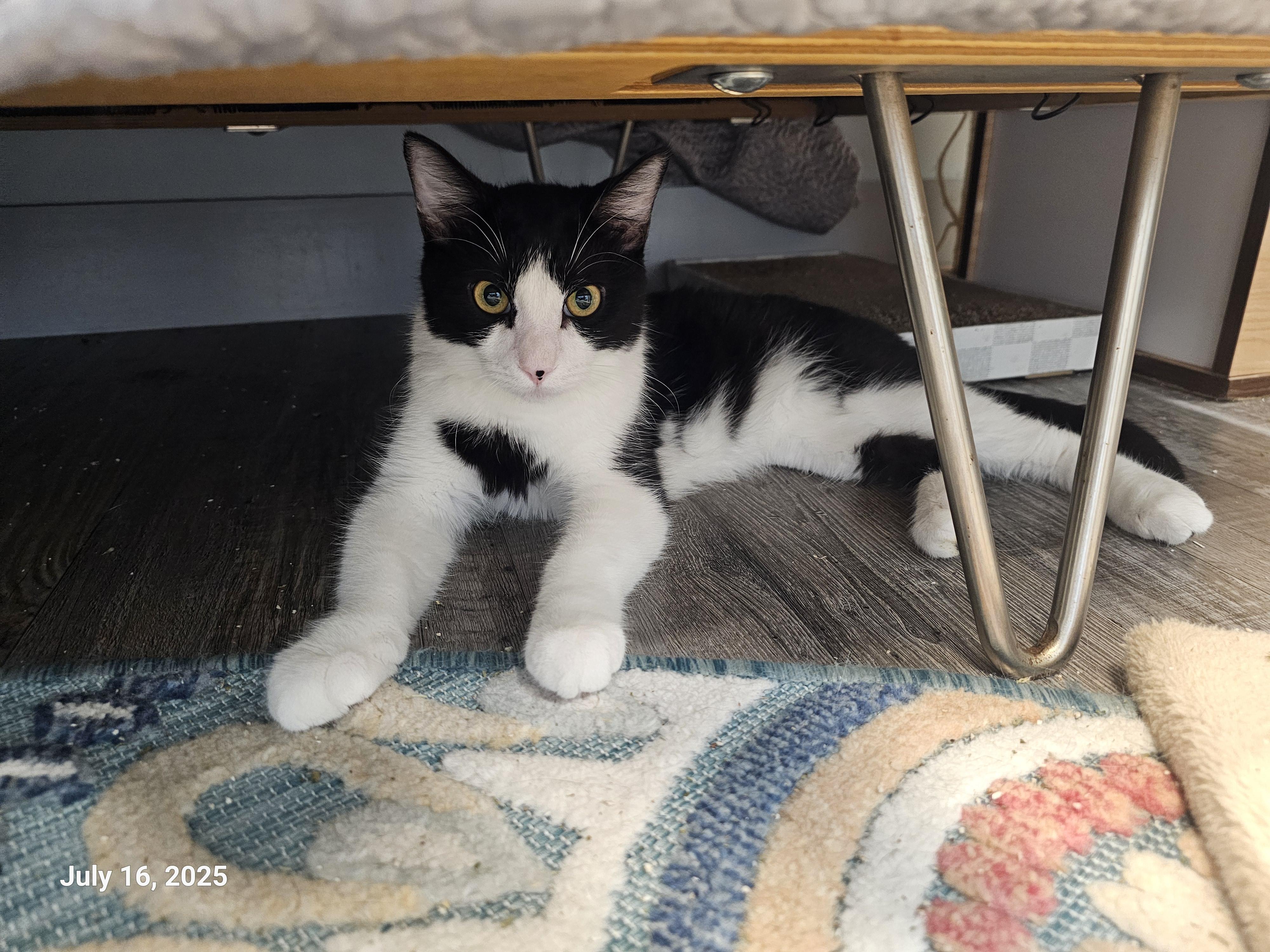 Stitch Pelekai — thumbnail 6